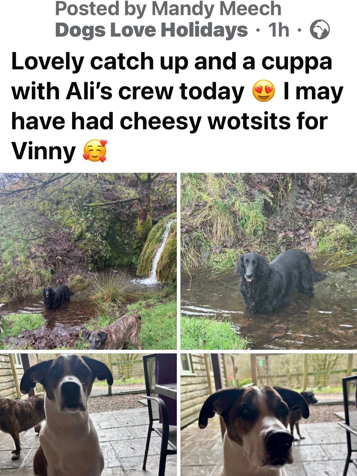 Meta AI nailed it 👍😂 Vinny really is the goodest of good boys who loves a Cheesy Wotsit 🥰
