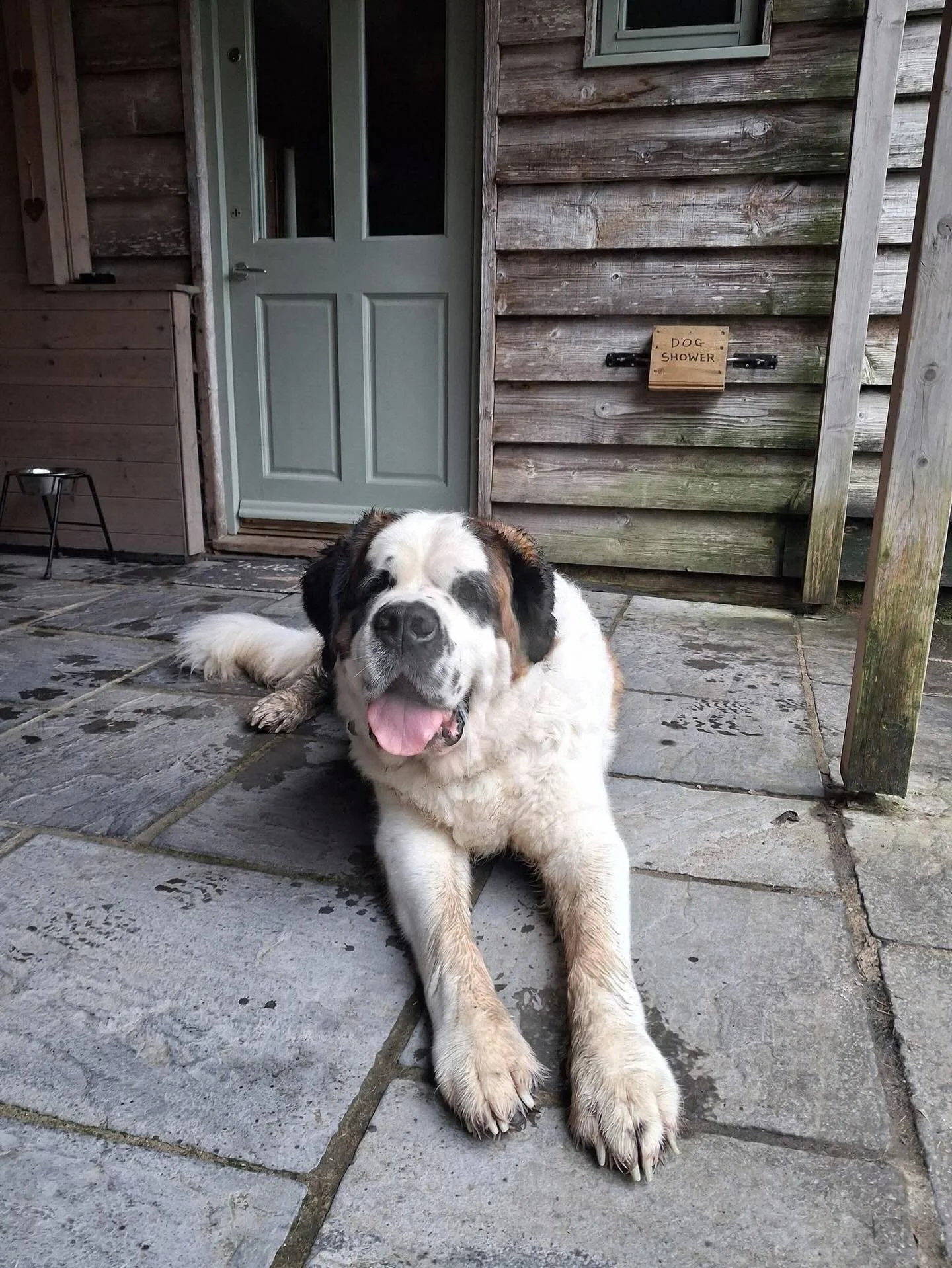 Welcome back to Cwmbiga @mrbarneystbernard 🥰
