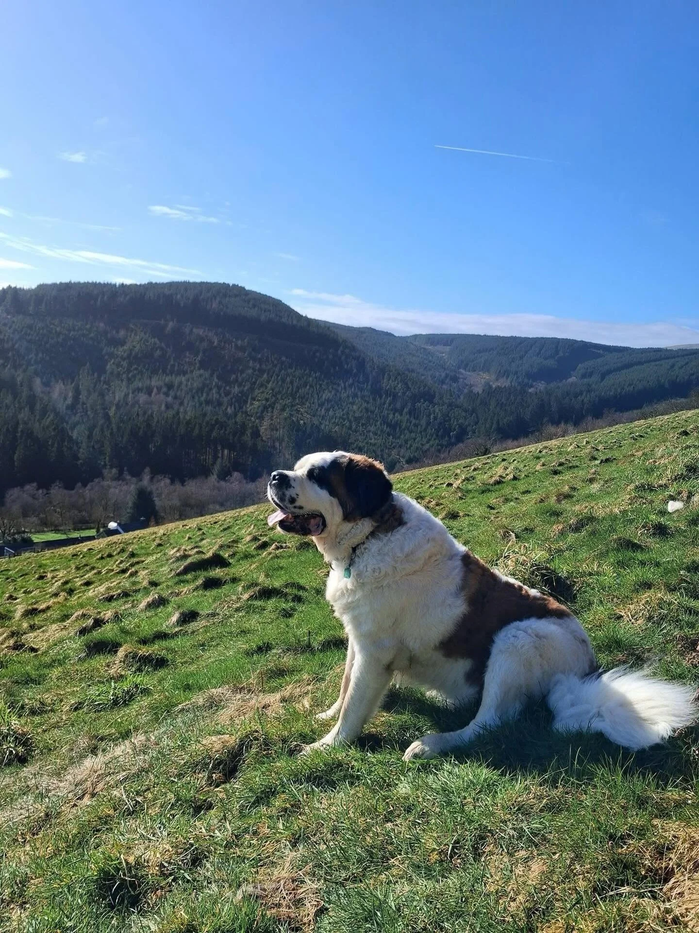 I think our dogs here enjoy the view as much as the humans ❤️