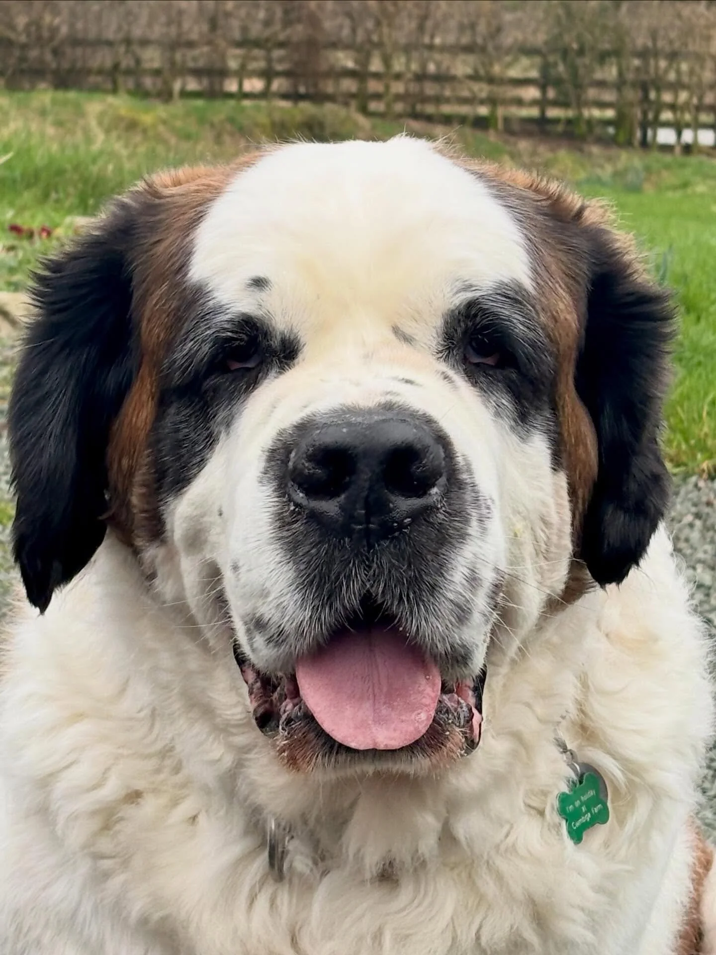 This 77kg hunk of absolute gorgeousness (aka Barney 🥰) popped round for a cuppa today.  This is Barney&rsquo;s 4th visit!  Always our pleasure to welcome this sweet sweet boy 💙