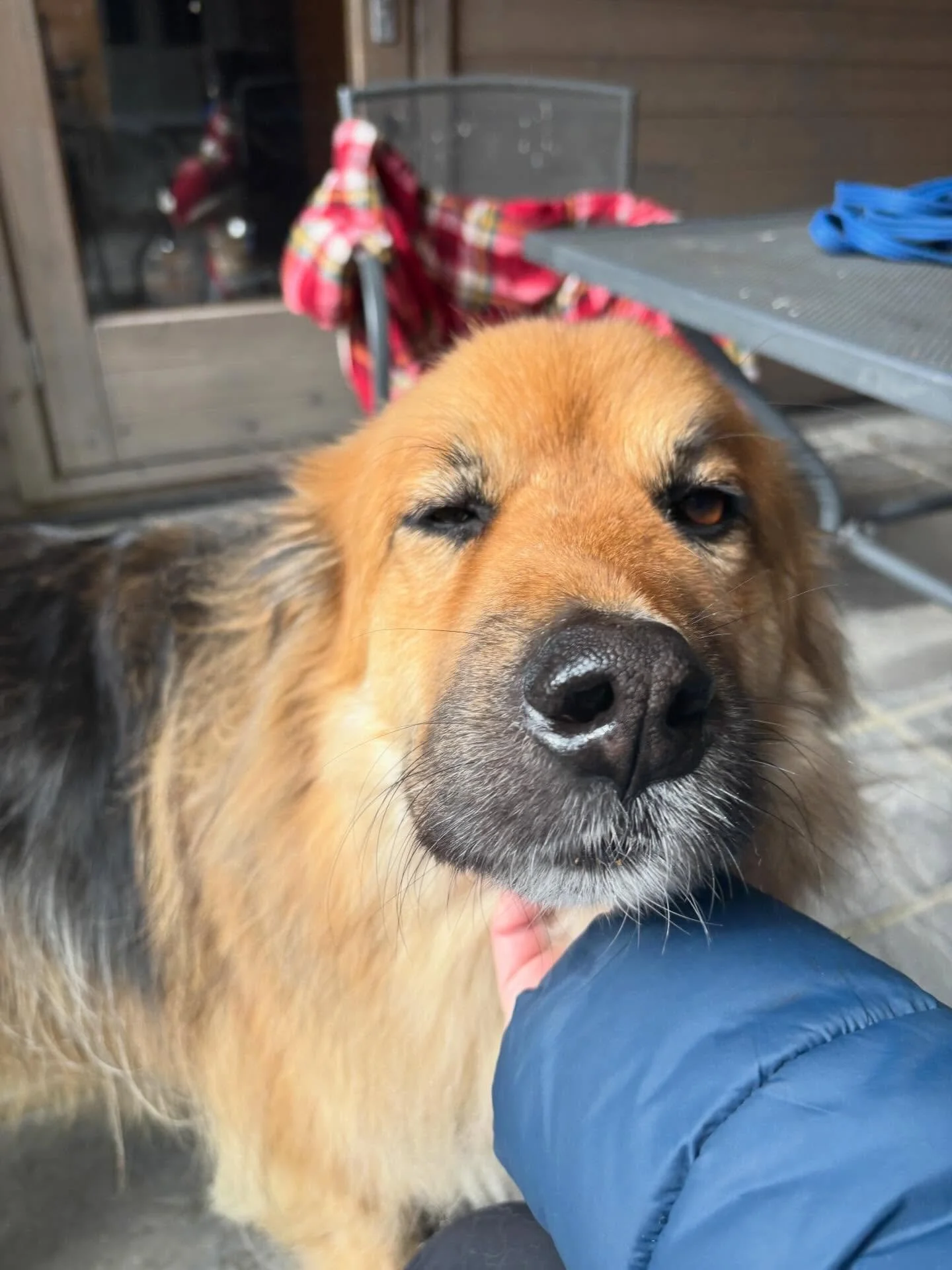 The sweetest most gentlest boy. Django 🥰 one of this week&rsquo;s guests.  He&rsquo;s a Bosnian Shephered ❤️