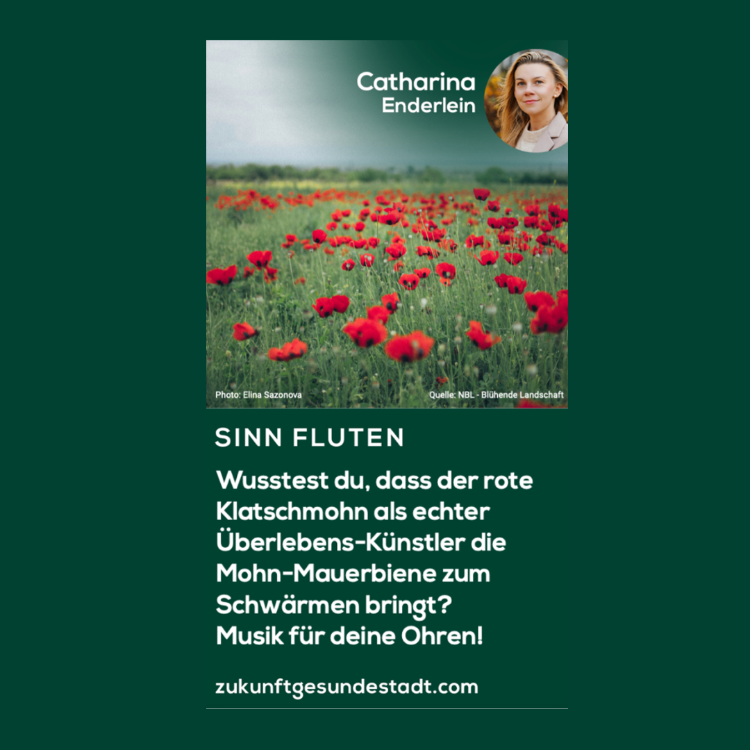 Klatsch-Mohn: Da kommt die Biene ins Schwärmen!