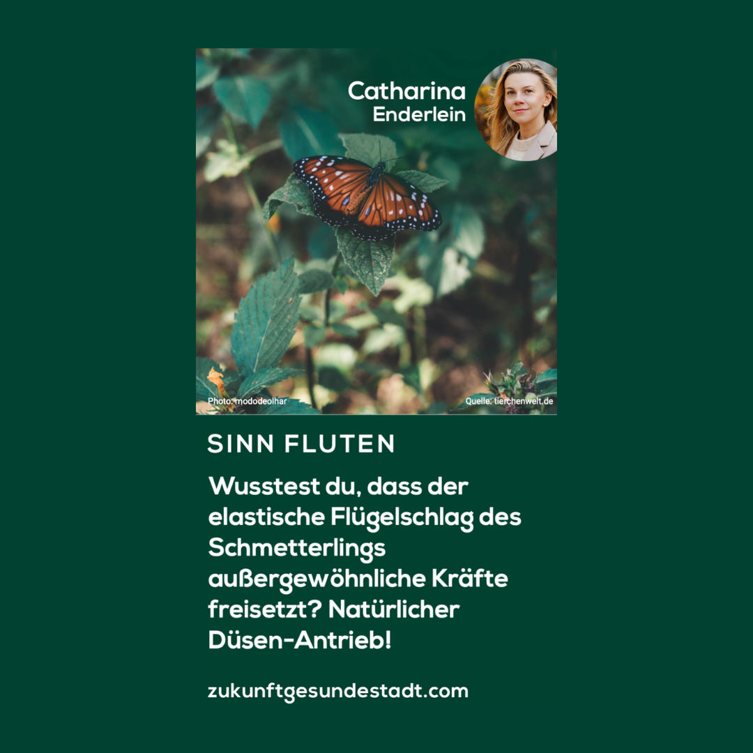 Kraftvoll: Der Flügelschlag des Schmetterlings