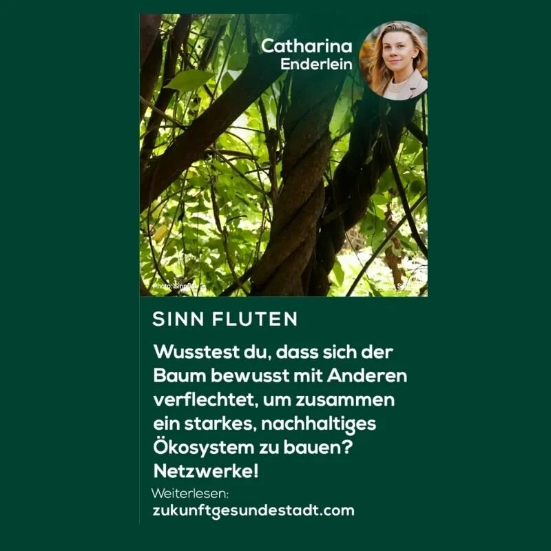 Netzwerke: Bäume verflechten sich bewusst für ihr starkes Ökosystem!