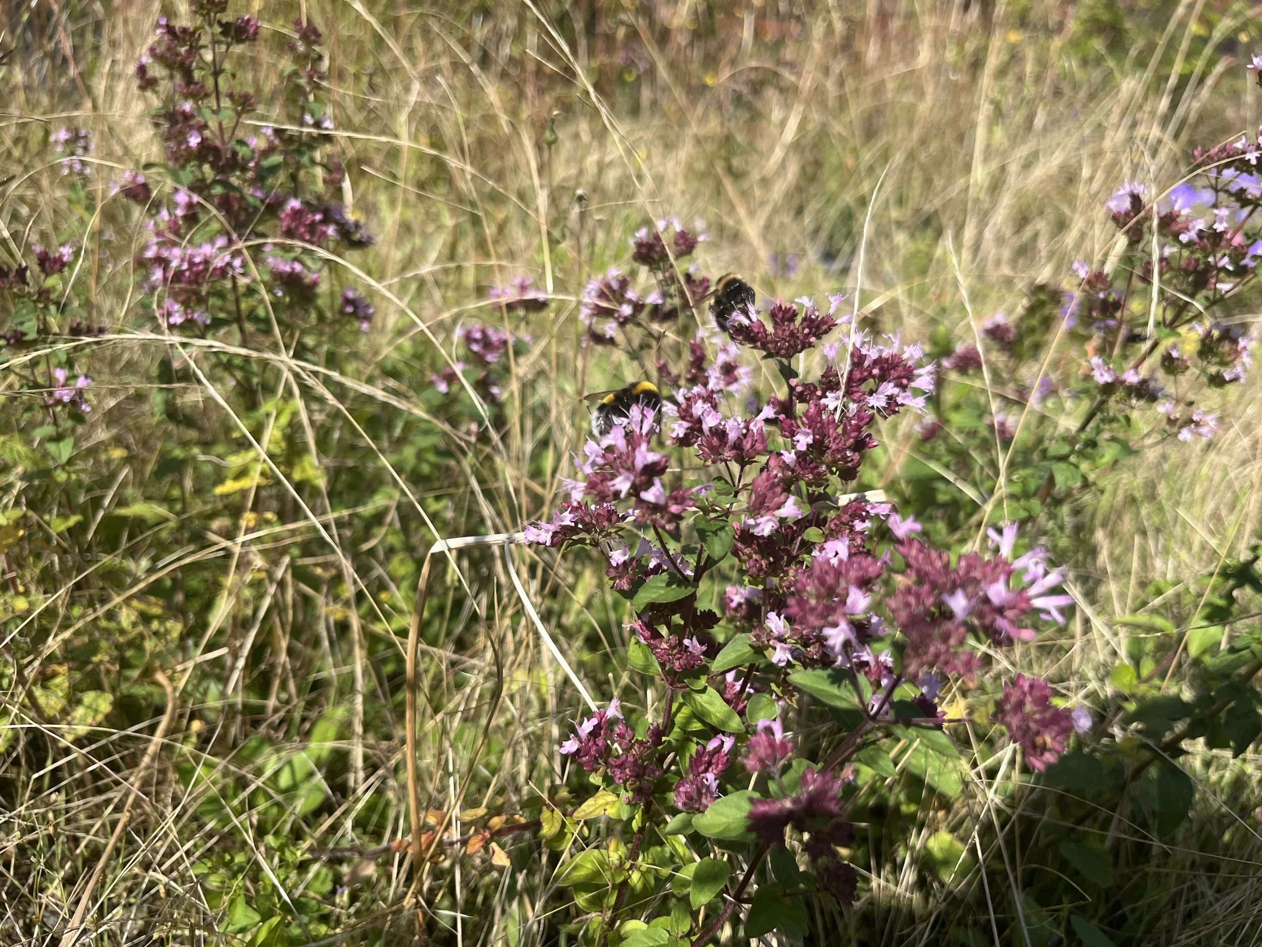 Wildwuchs-Gärten stärken uns & alle Arten!