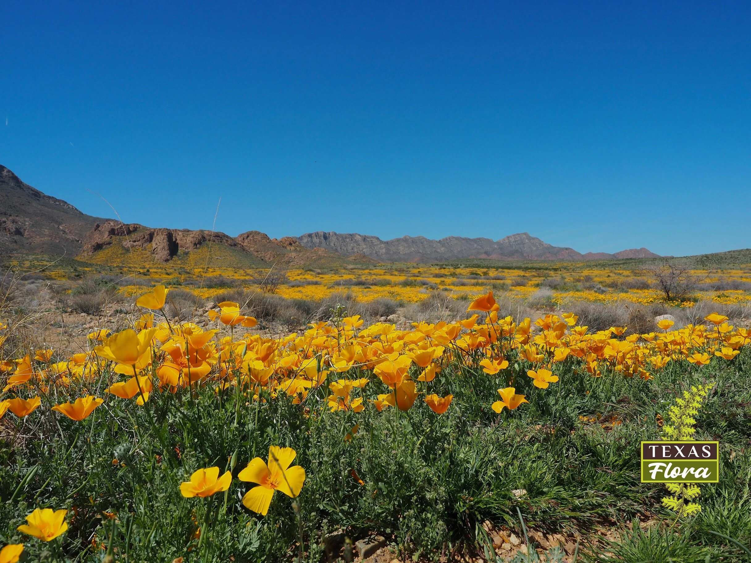 January Meeting: “Plants of the Chihuahuan Desert”
