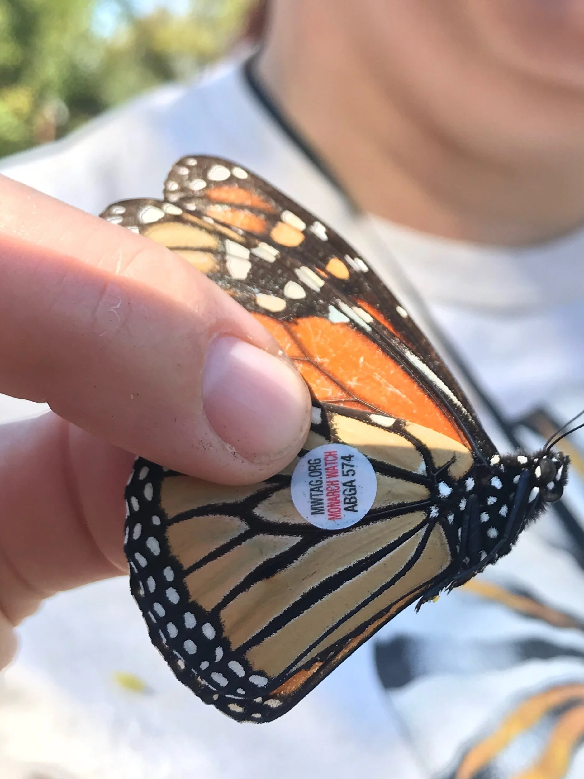 Migratory Monarch Conservation, A Race Against Time