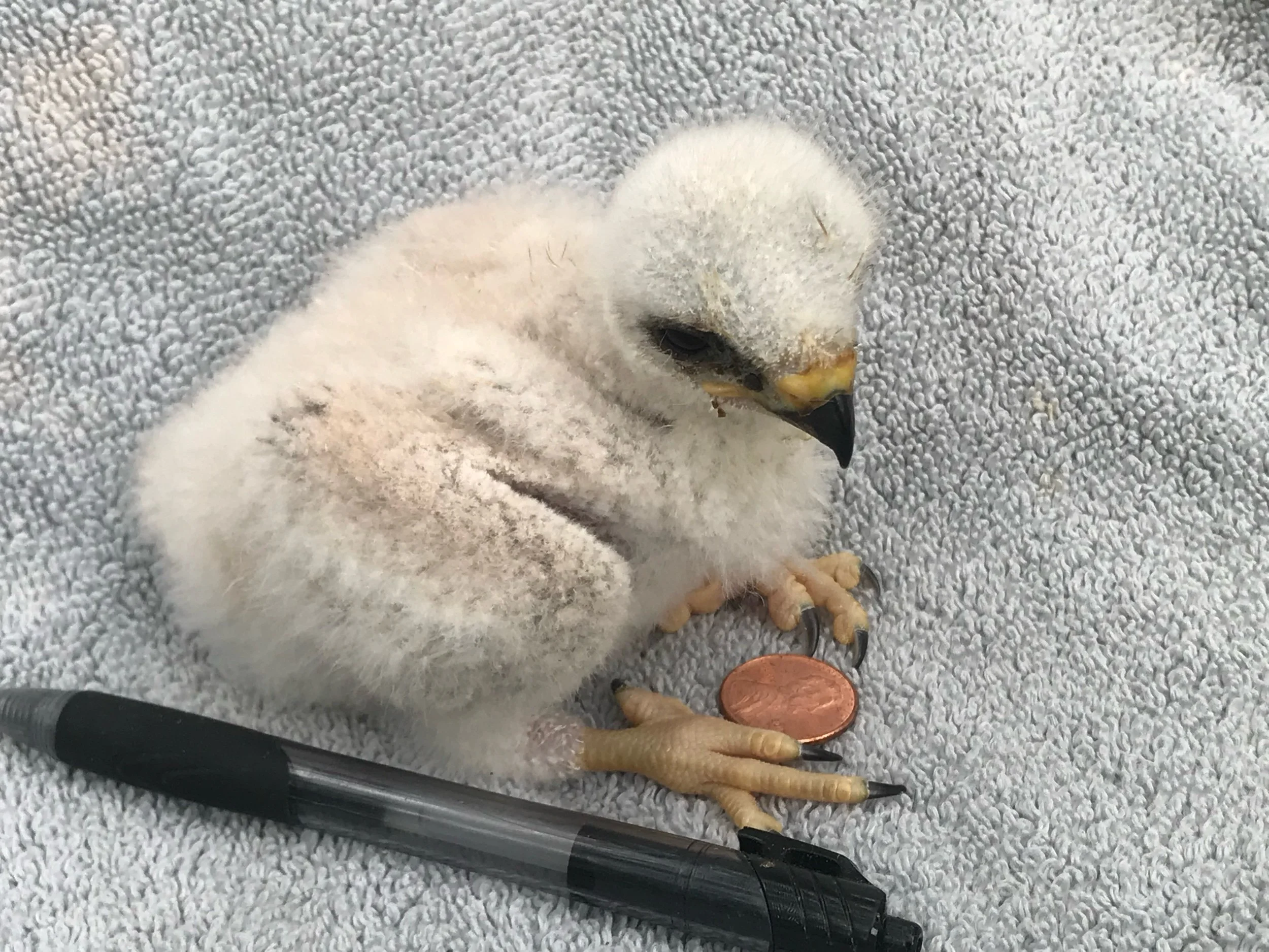 Working with the Raptors of Central Texas