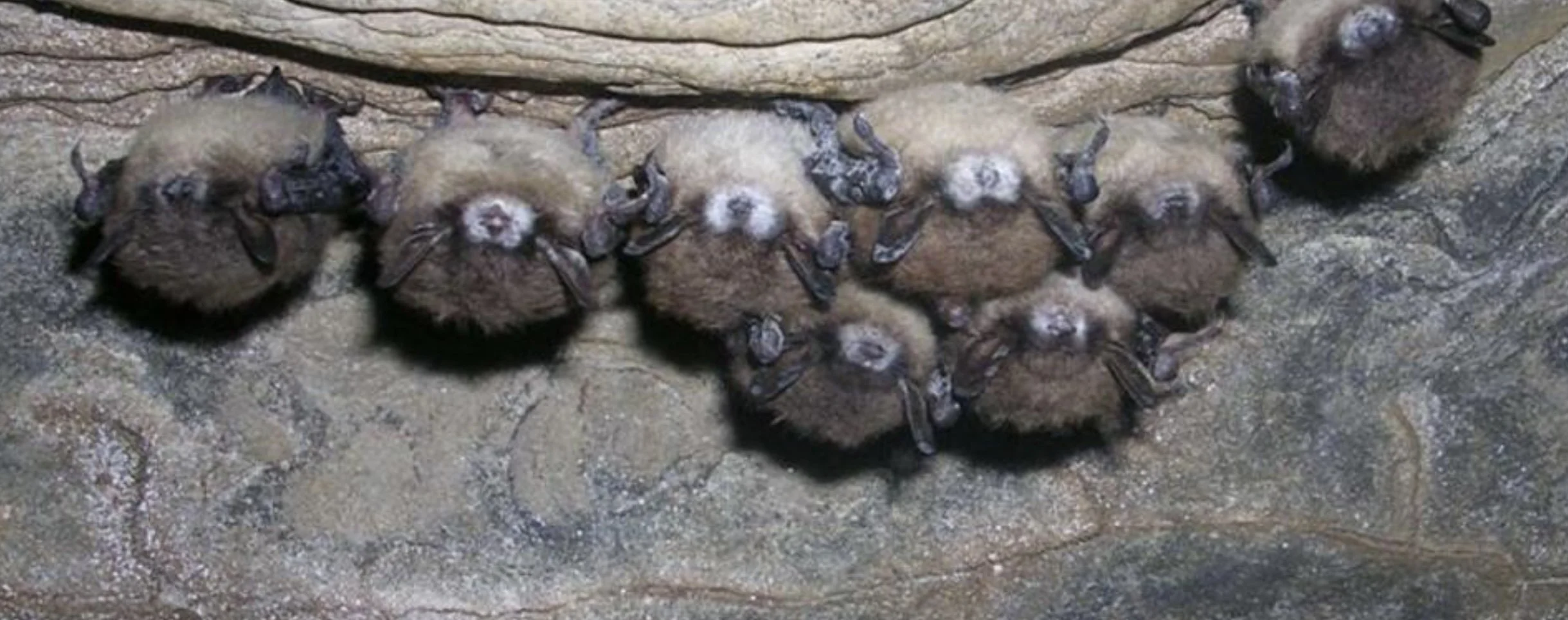 Bats, Their Environmental Significance, and How to Help Them