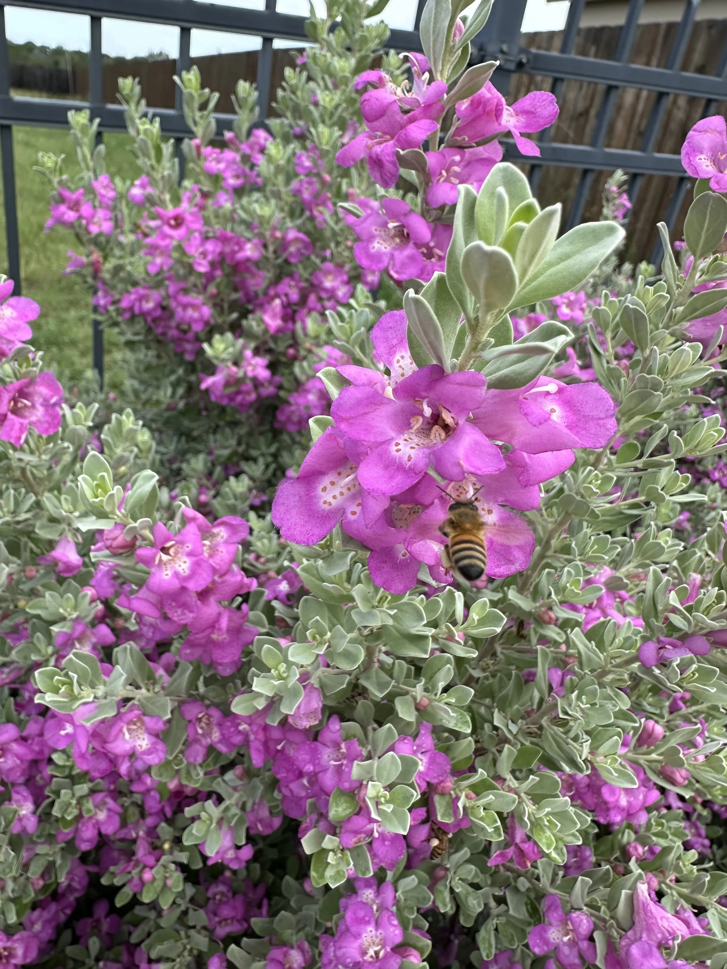 IMG_1117.jpeg