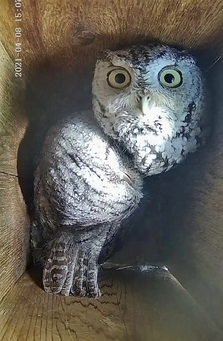Screech Owls, Owl Boxes, and Owl Cameras