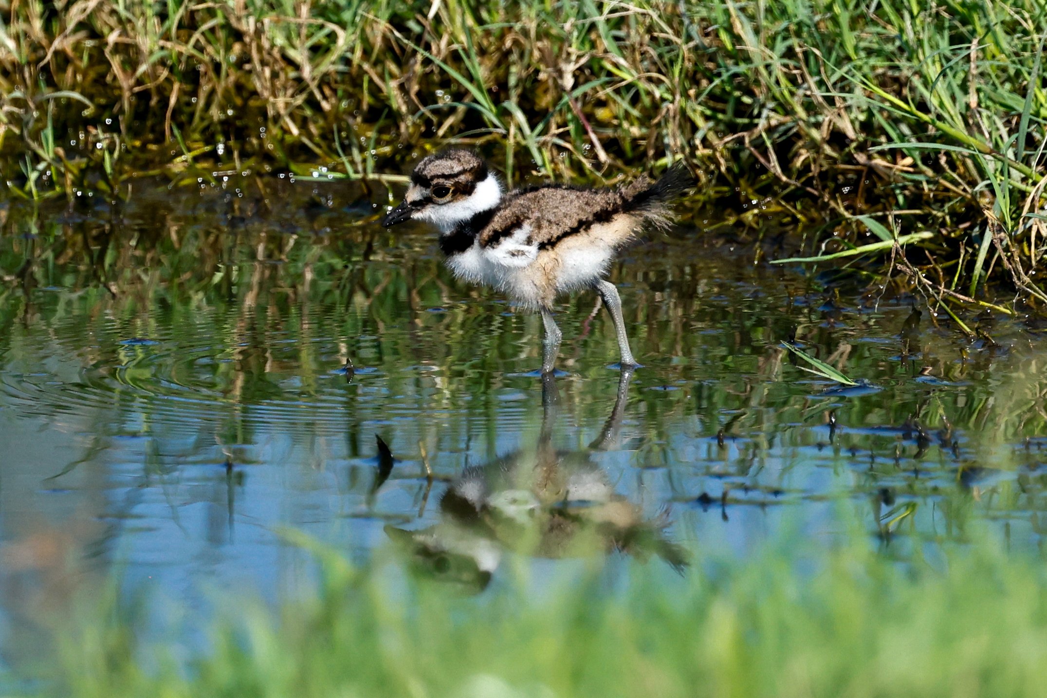 Killdeer Chick.jpeg