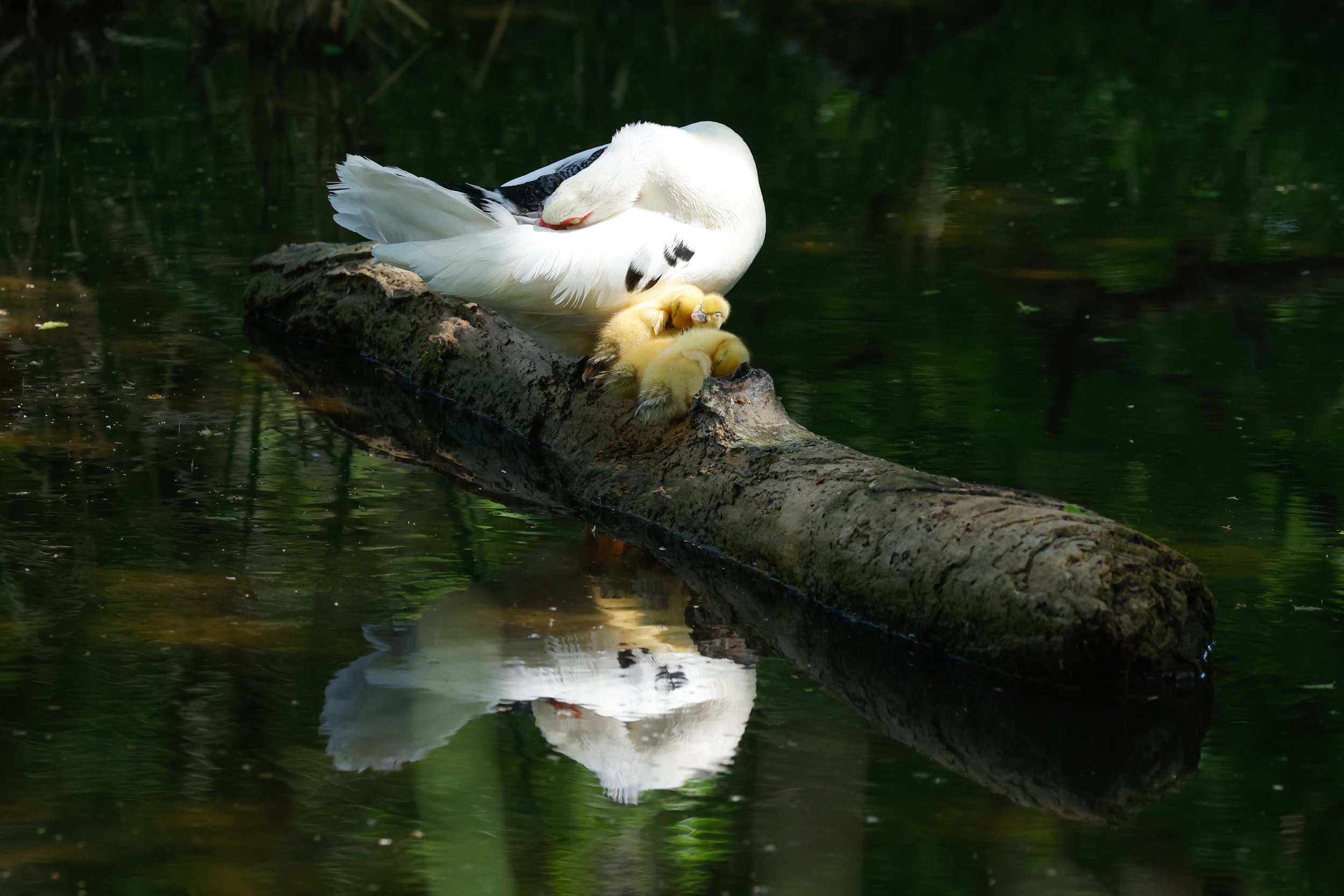 Muscovy ducklings.jpeg