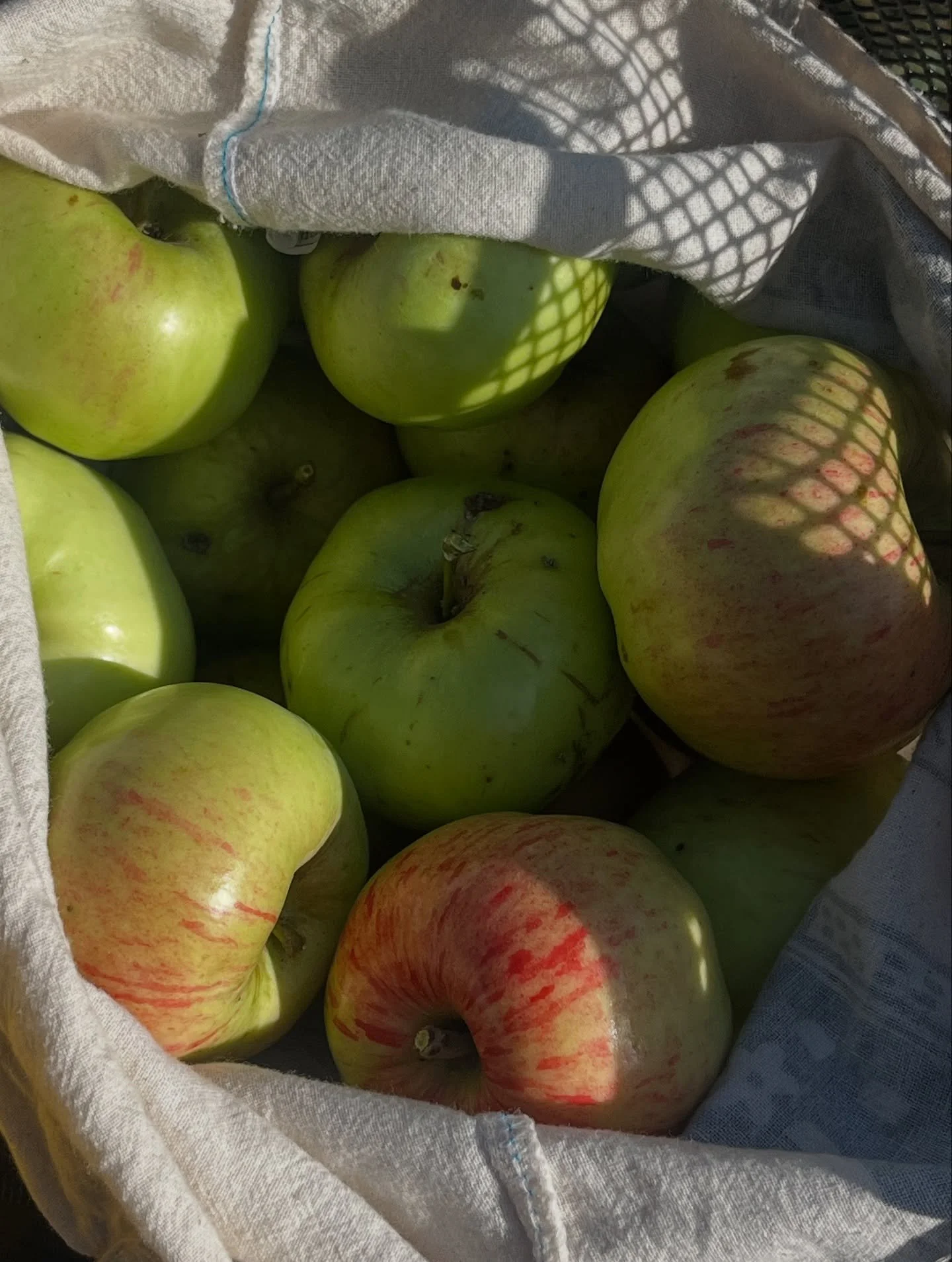 And today, #apples!
#View from th #real #juicy 1s @ th #top I couldn&rsquo;t reach 

Plus #spidey tryna hitch a #ride, i guess getting blown away was inevitable, sorri lil #man

#&aelig;bler (o:
