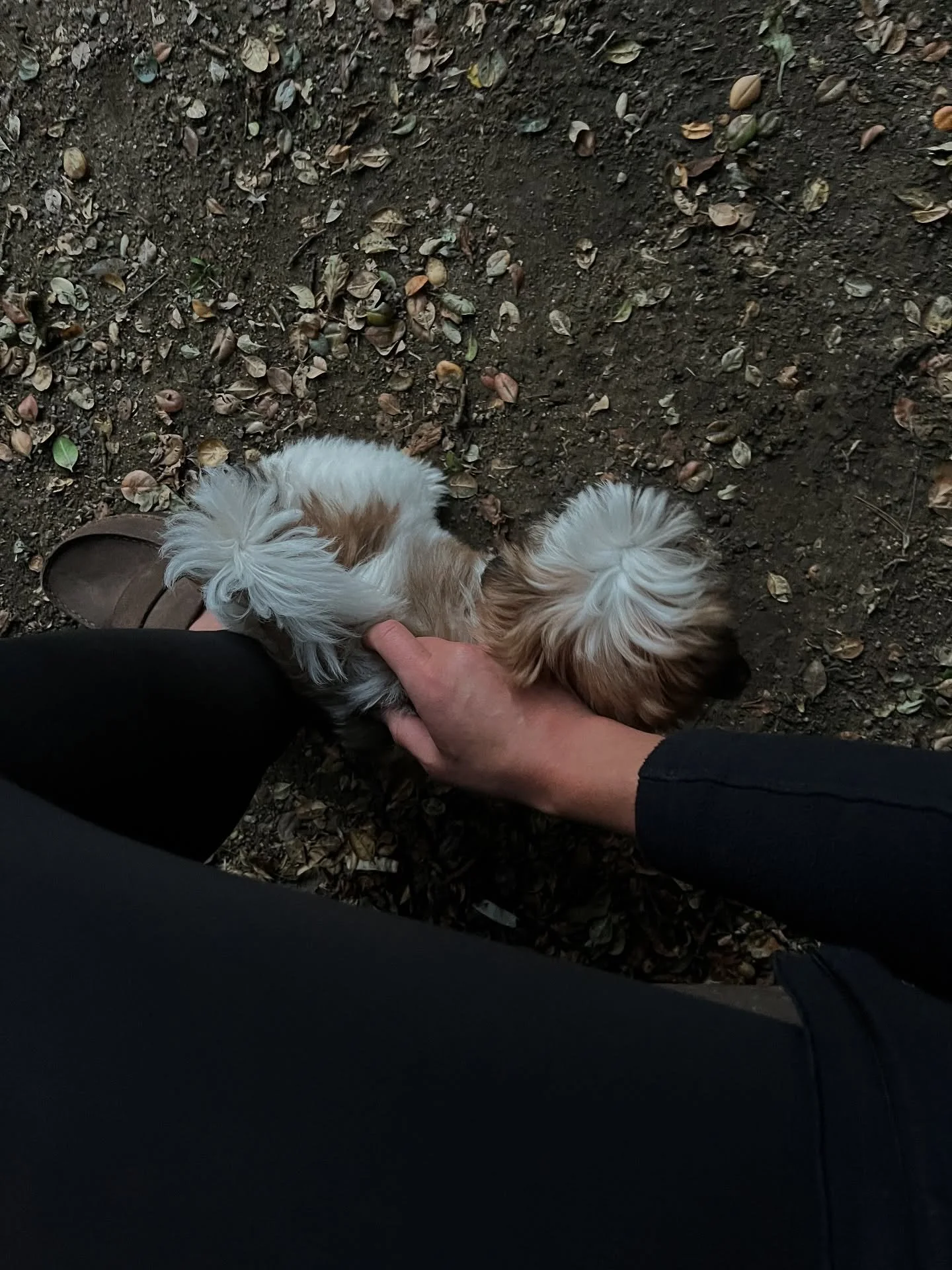 Jus #chillin w ma #leaf N met th #fluffiest #baby ever godDAMNIT it&rsquo;s shit like this that makes me want a #furry #friend SO BAdddddddddd

#heartmelt 🤍🤍🤍
