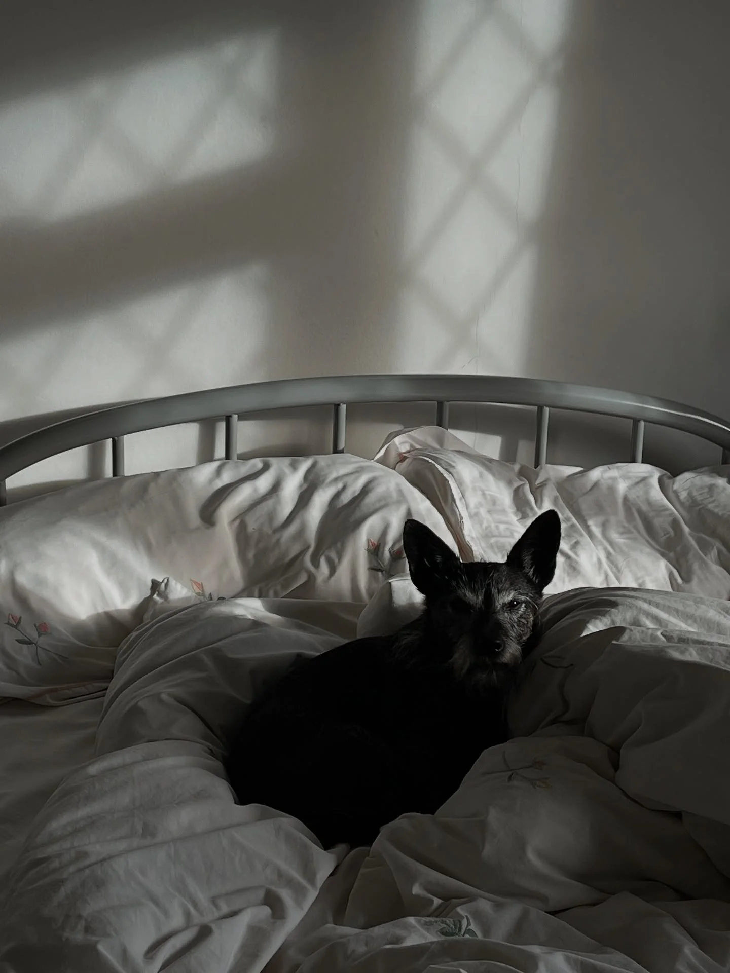 #dog diaries