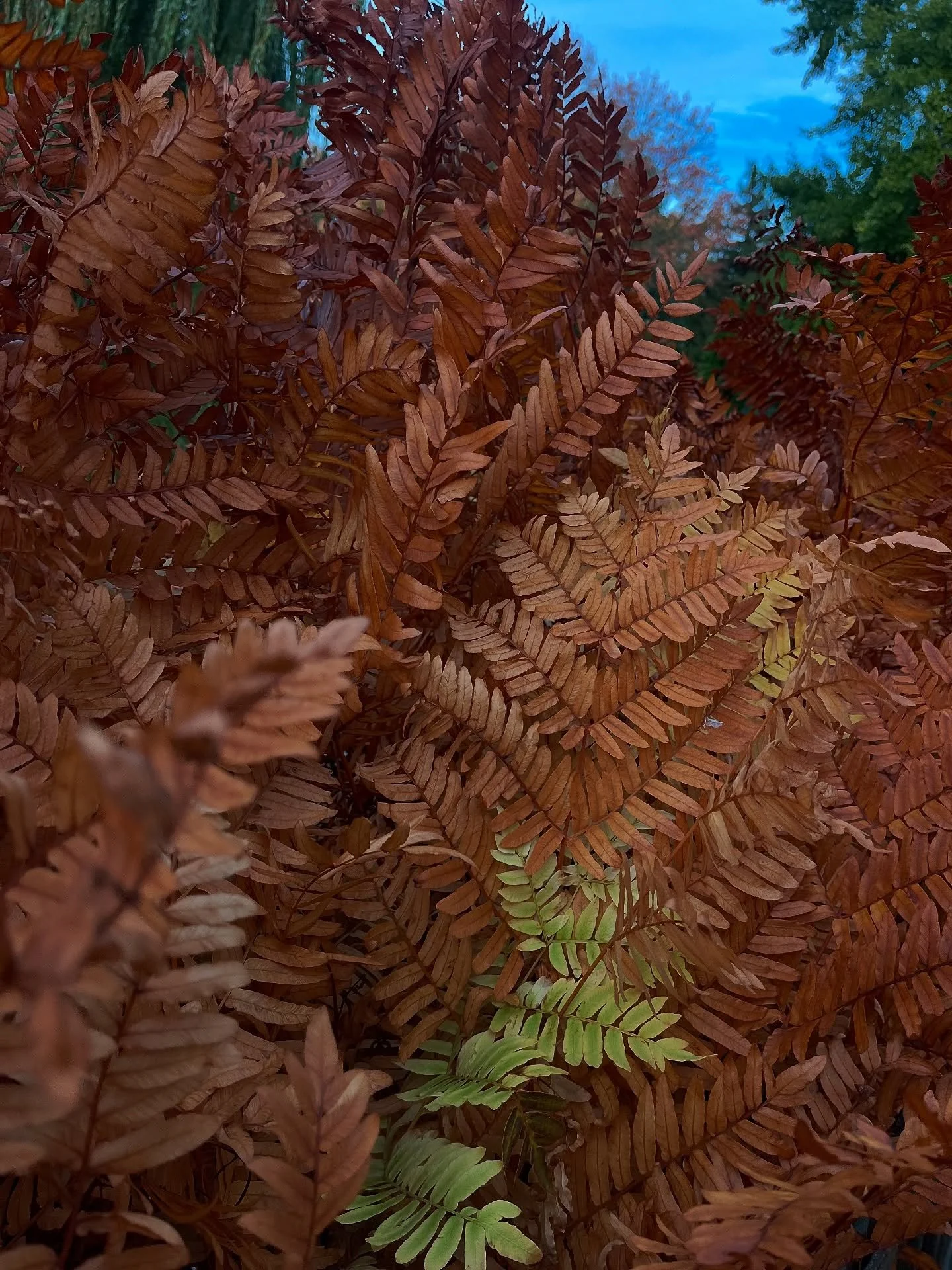 #orange n #red things 
FT. Ezzi and his Mama (2 o th most #beautiful things on planet earth)
๐งกโค๏ธ♥๏ธ