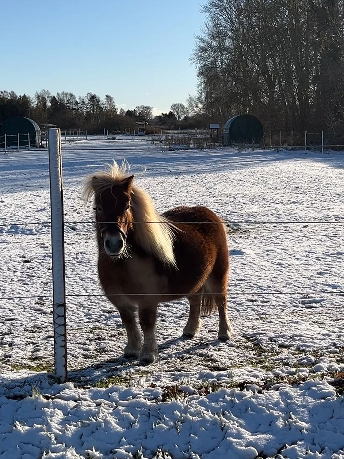 #playful #cutie #pony #babies on tdays [#cold AF] ride, s&rsquo;cuze th sniffs

(🧊: 🖐🏽