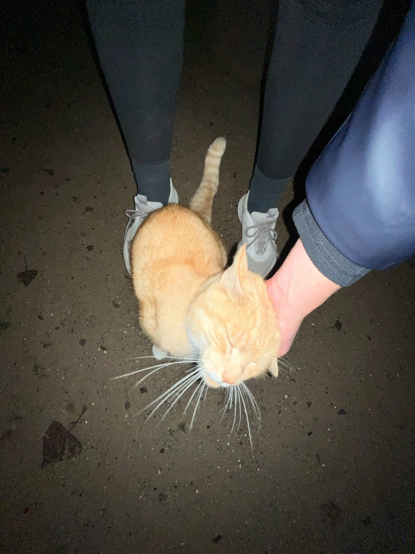#Fluffy #friend came clean outta nowhere 

What does a #ginger #cat crossing your path mean? #Luck forever? 1 million $$$?