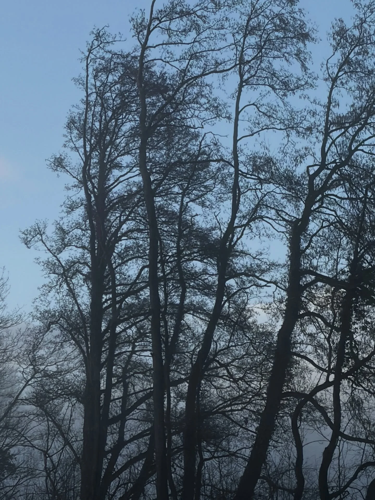 #Furry #baby Ft. #Fave(s) ((#nature + Rose))