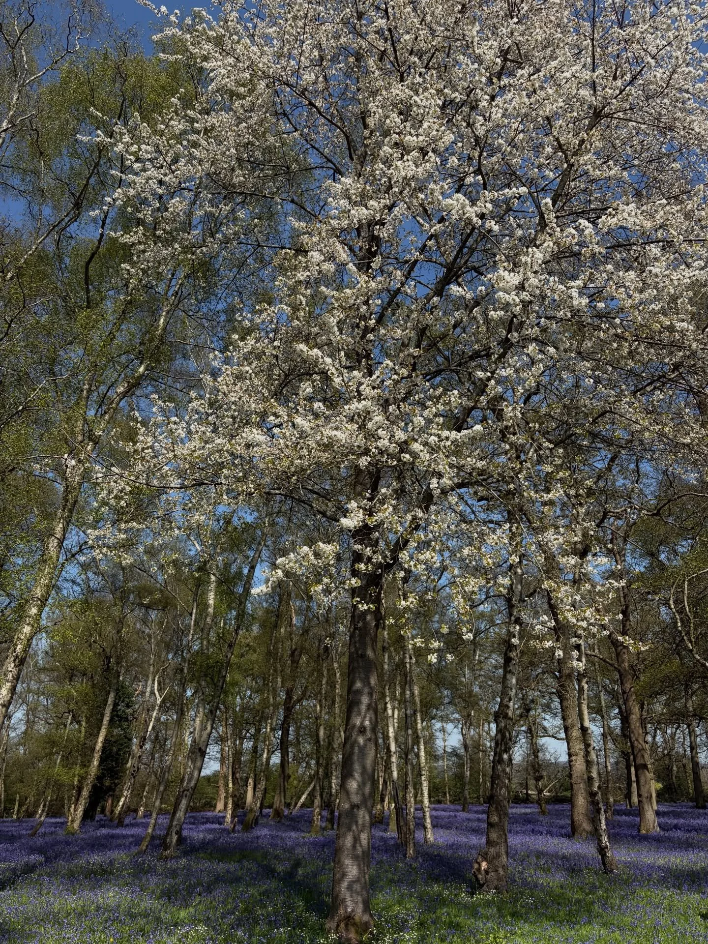 #Easter = #fam #nature n extra face fat 

((Thumbs down on th latter, calorie deficit incommmmming))