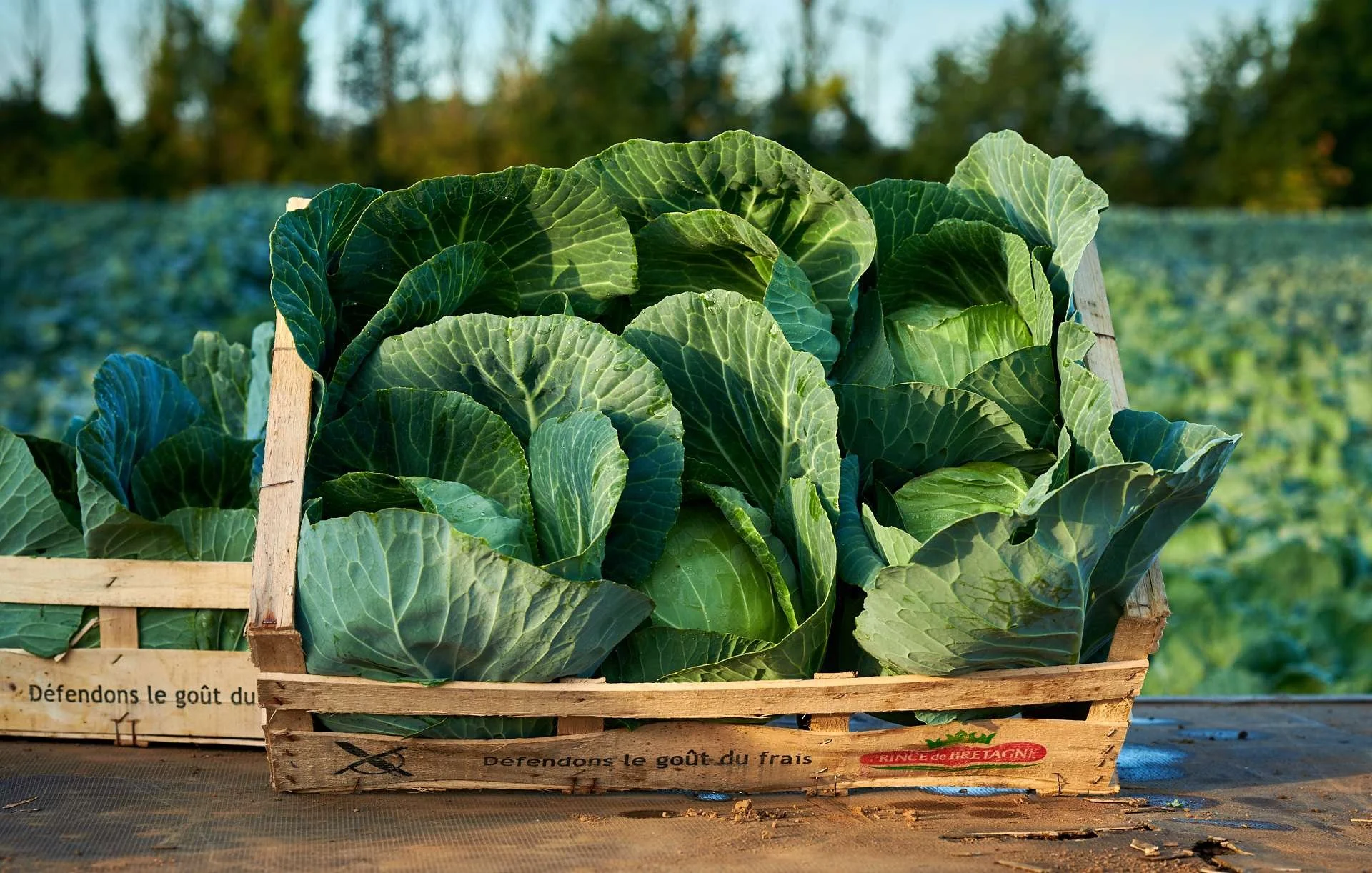 Cabbage-Greens-Ready-for-Market.jpg