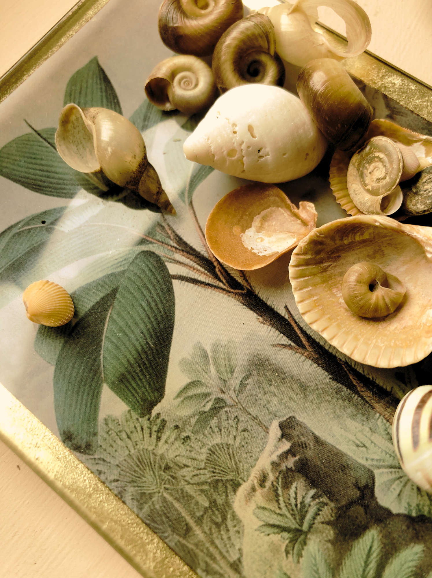Collection of seashells on a decorative tray with a botanical print.