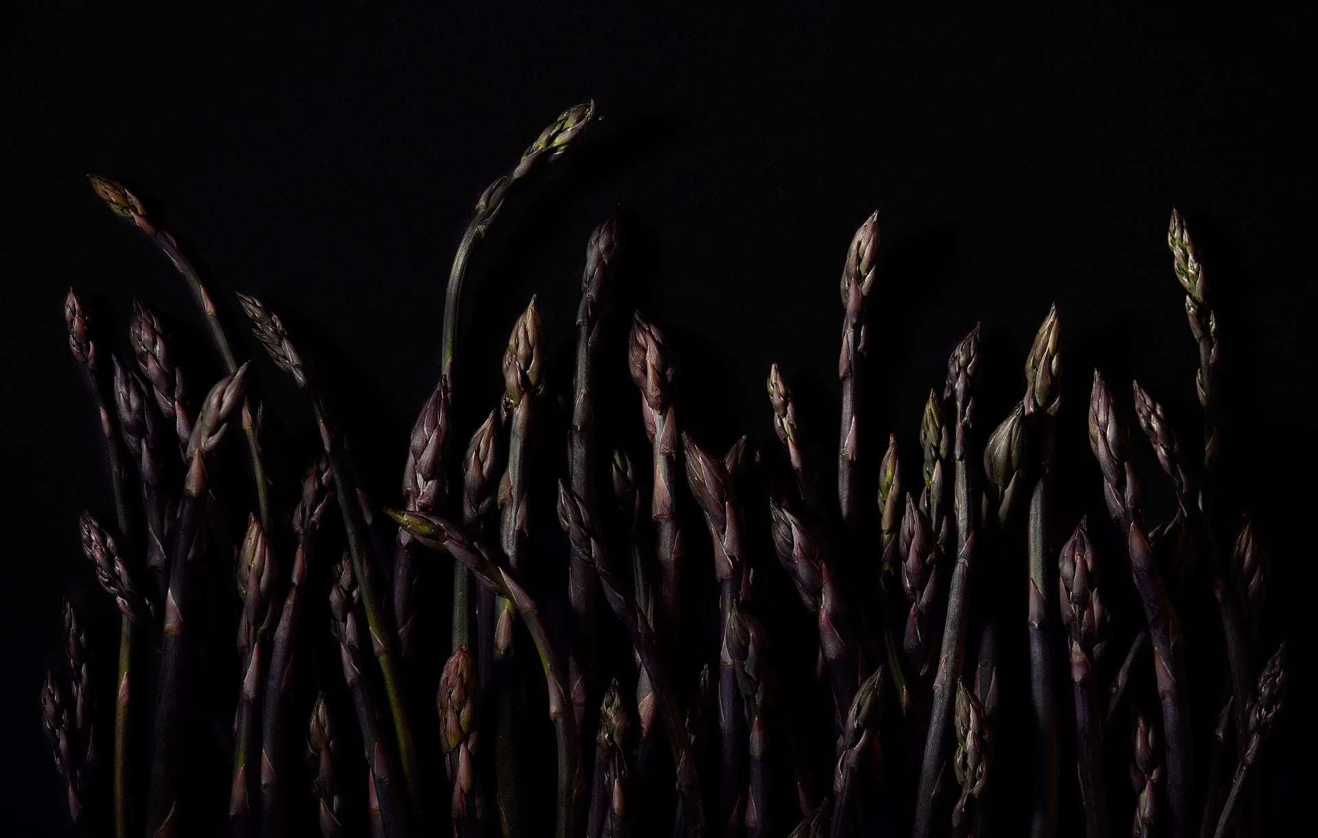 Purple-Asparagus-in-Shadow.jpg