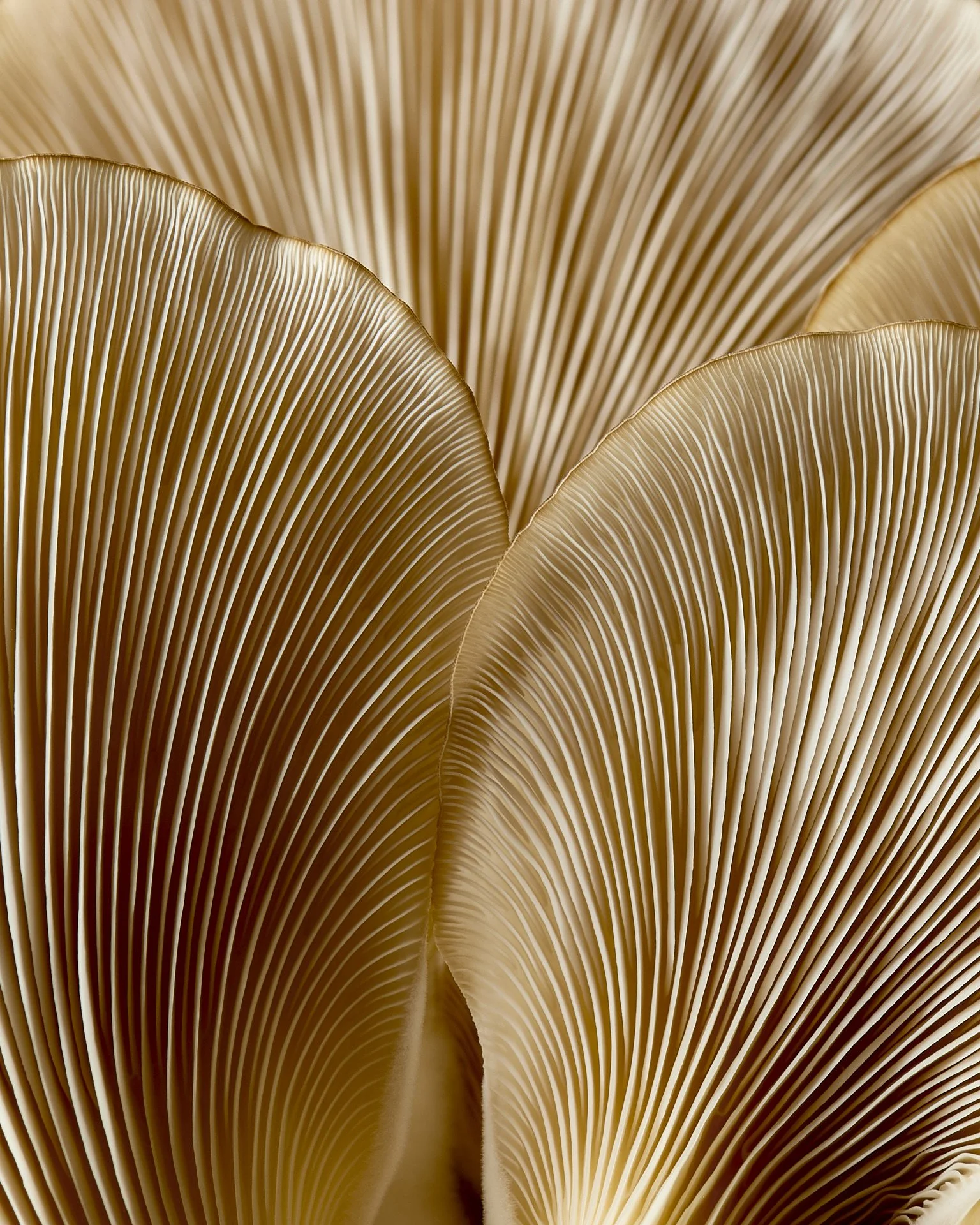 mushroom-476.jpg