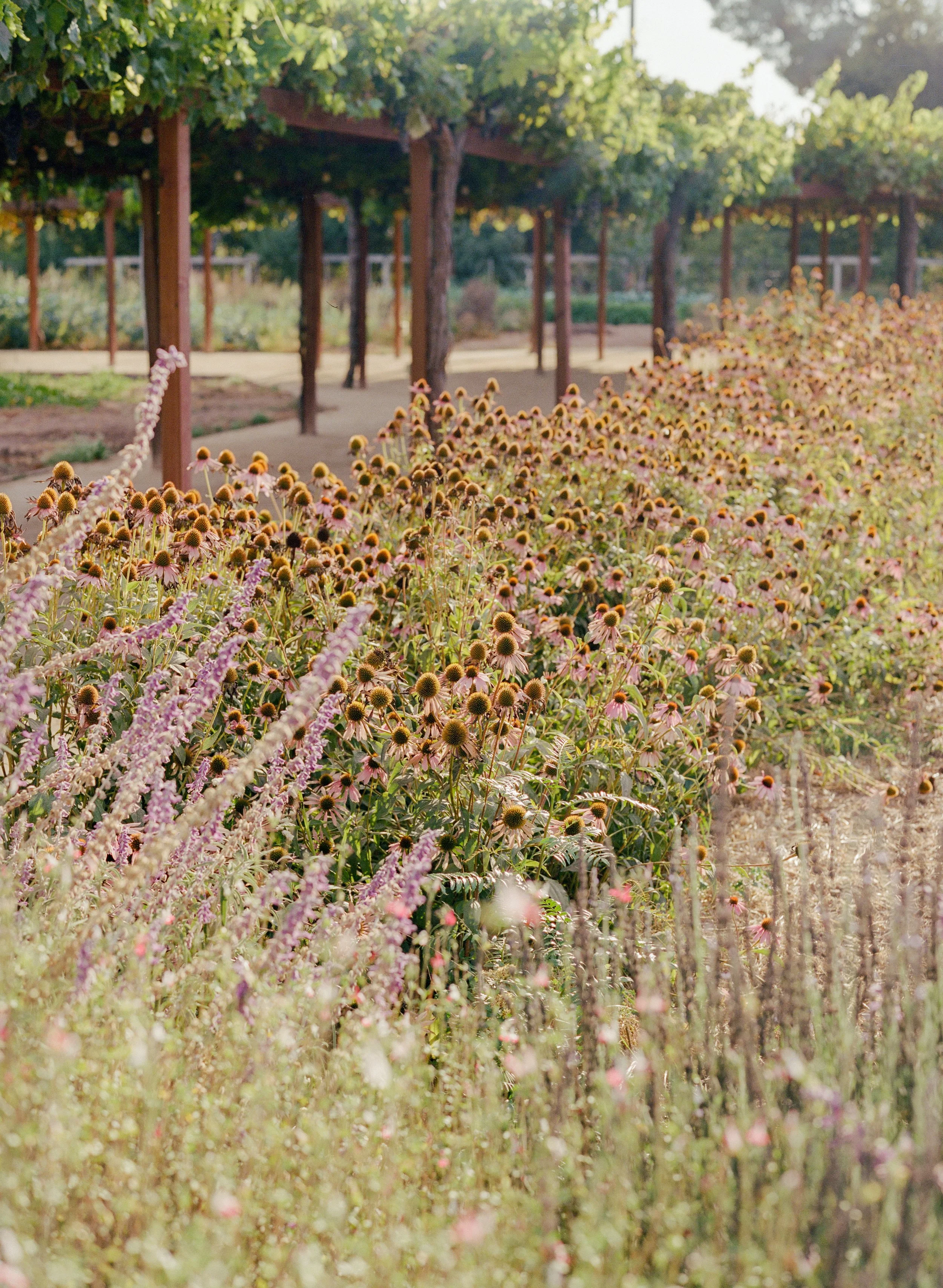 kodak_400_c_41_30393_103149_230814_002297690014.jpg