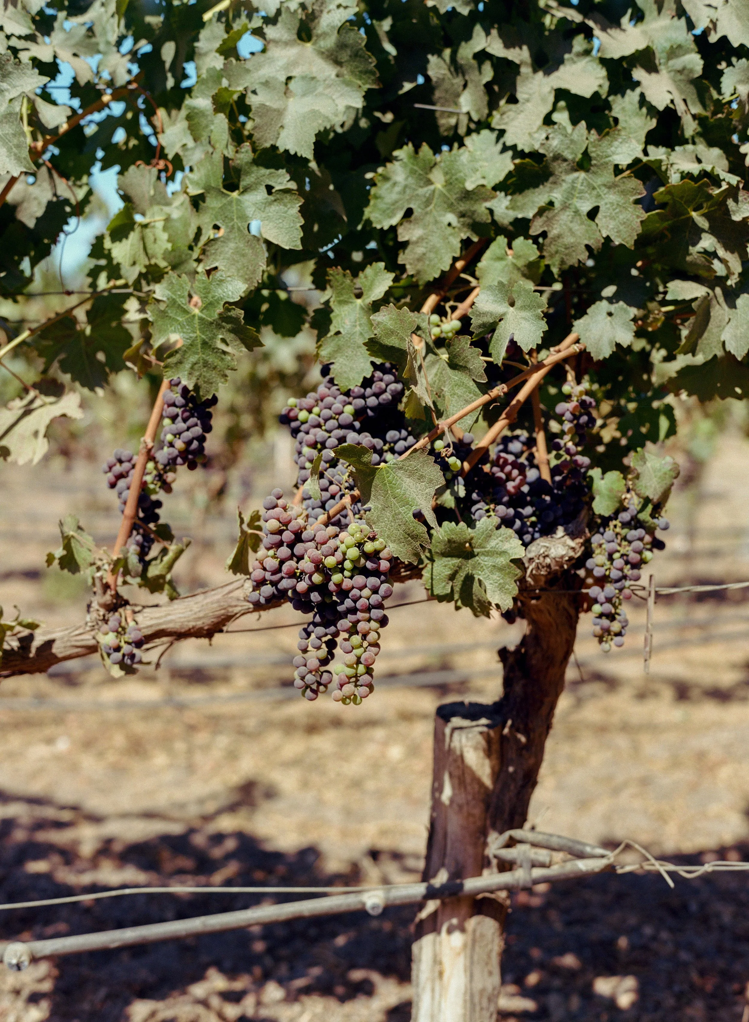 kodak_400_c_41_30393_103149_230814_002297690004.jpg