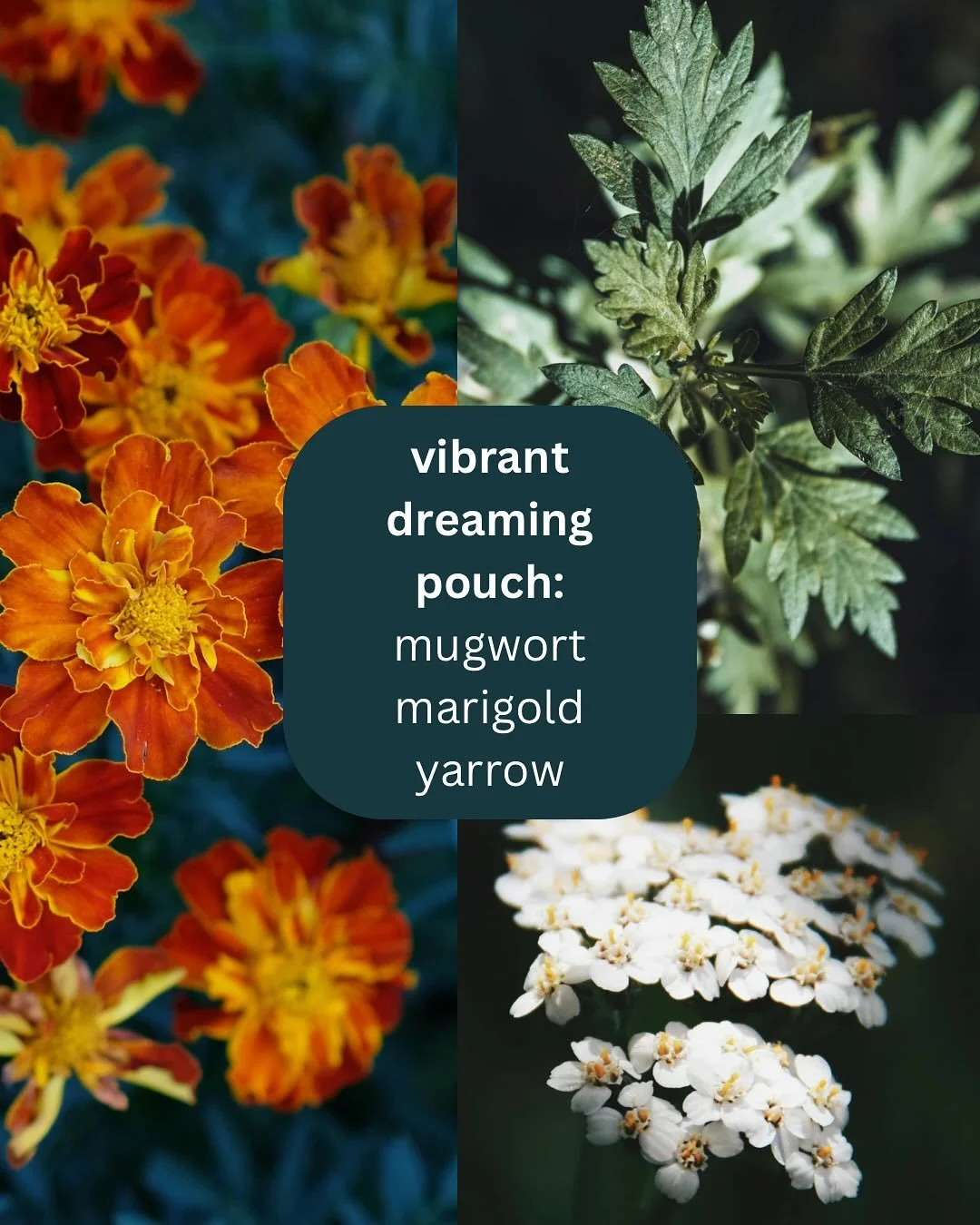 Vibrant Dreaming Pouches have officially come to life! Come pick one up at the Knox Pride Festival at @thecapricorncoffeehouse this Sunday, October 12 from 12-8! I only have 7 of these very special hand dyed, hand sewn pouches filled with home grown