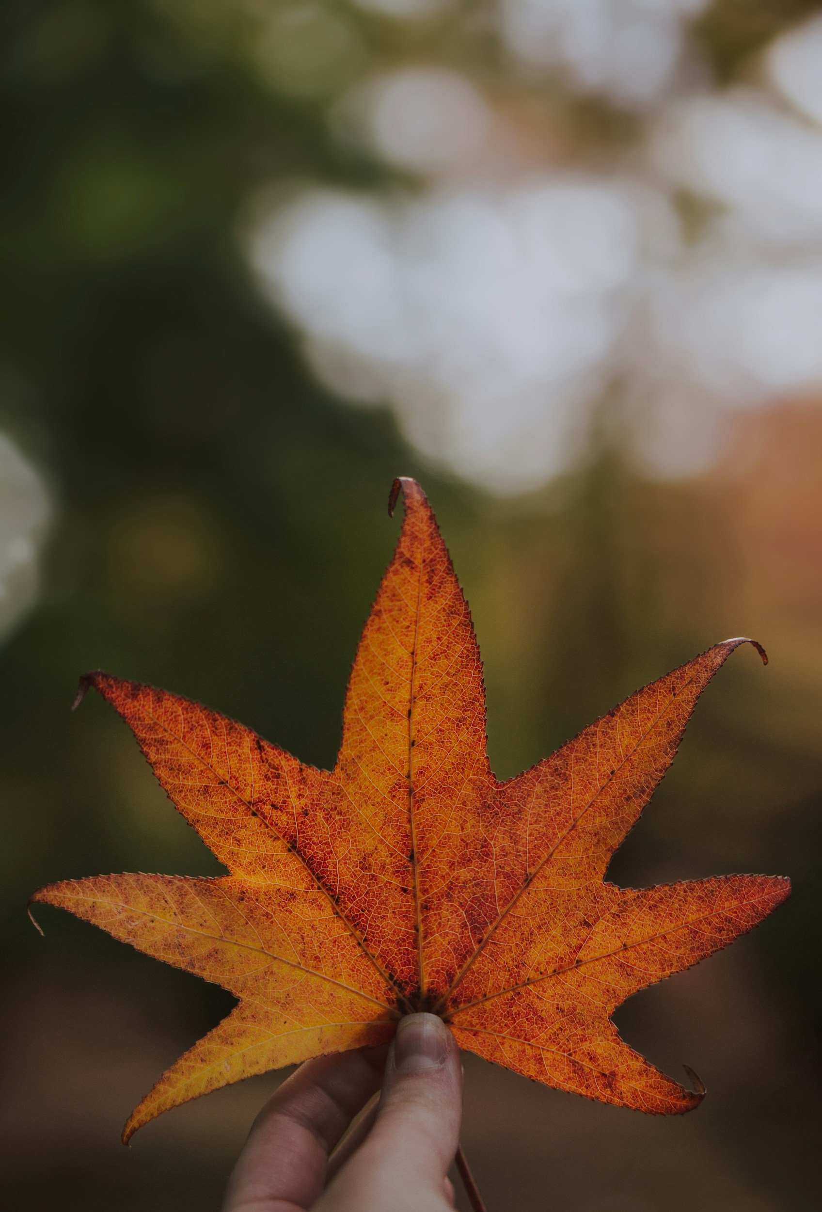 autumn equinox: a reflective pause