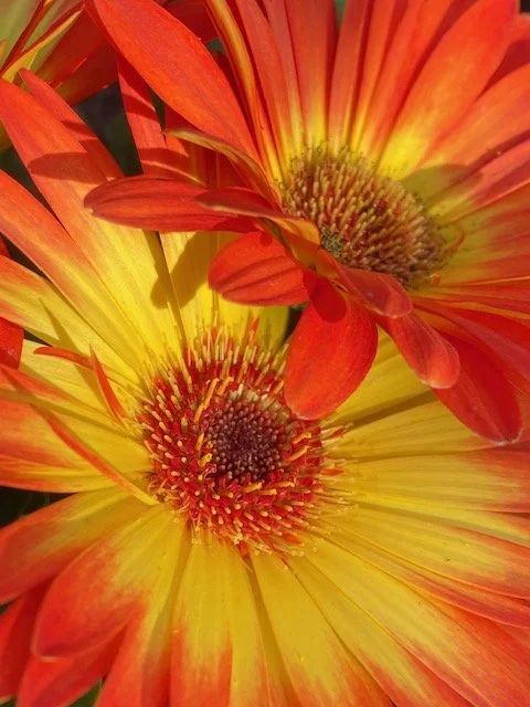 Stop to Smell the Flowers w/Howie Cohn