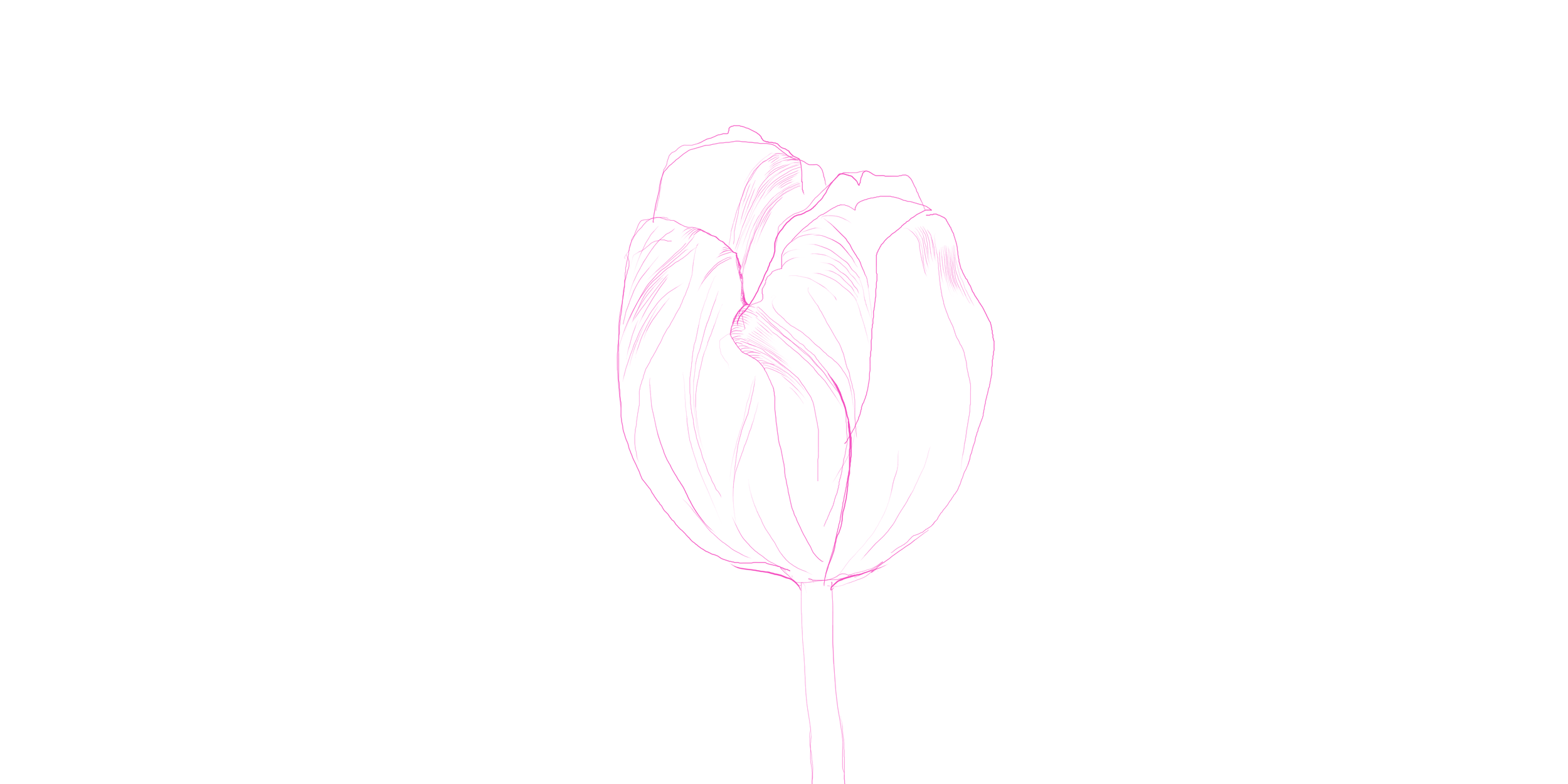 tulpe 04.png