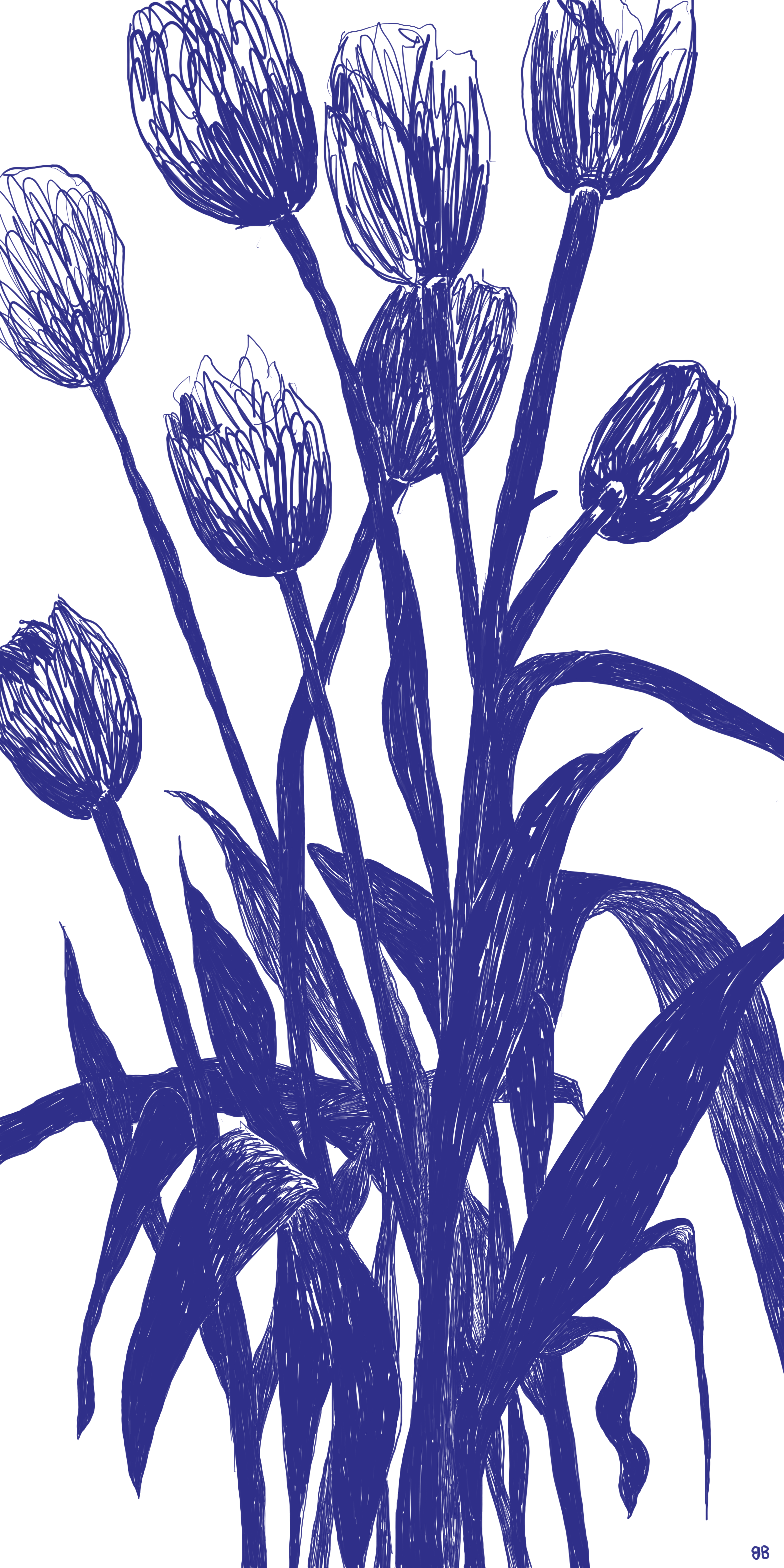 tulpen 02.png