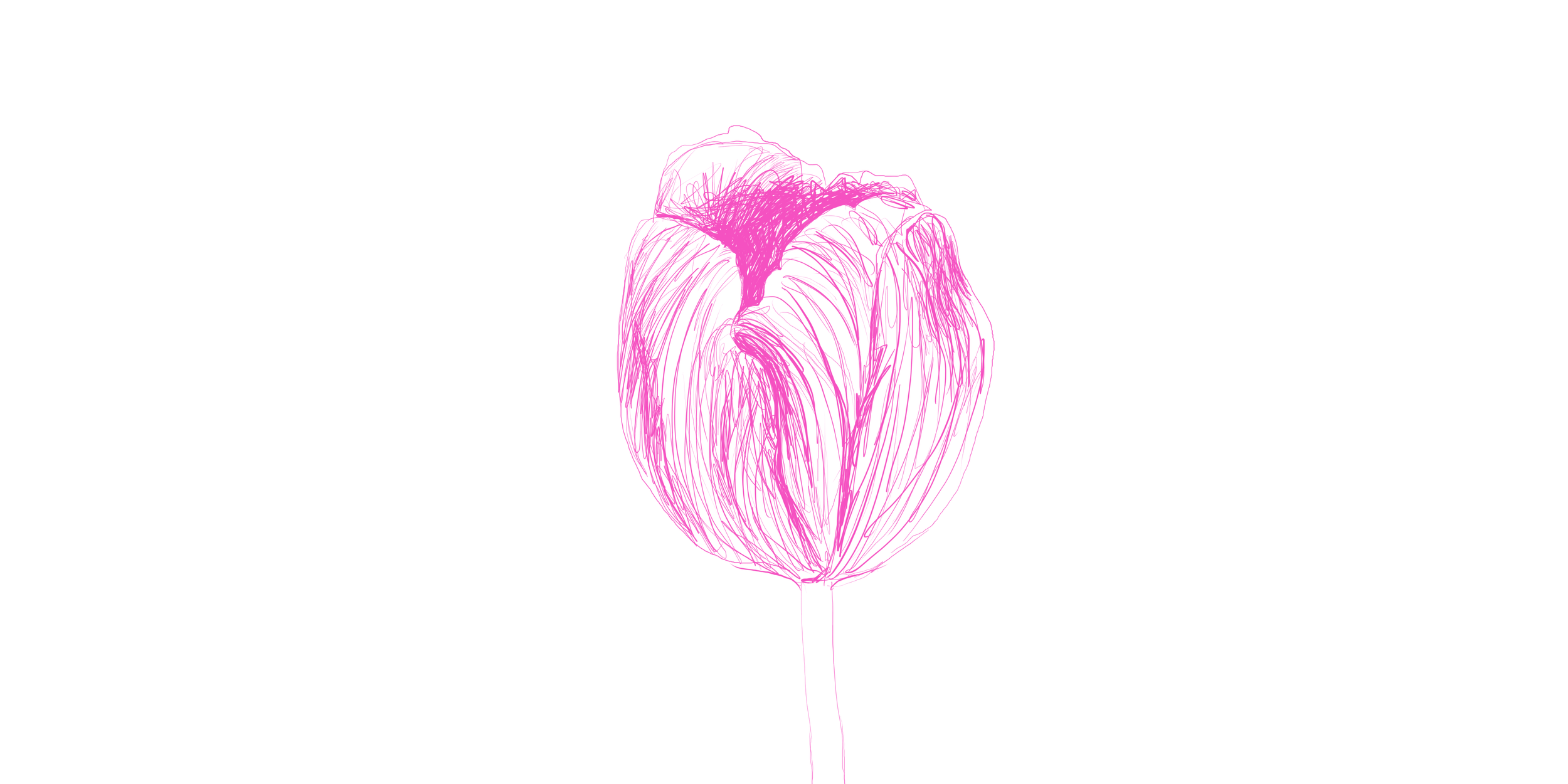 tulpe 01.png