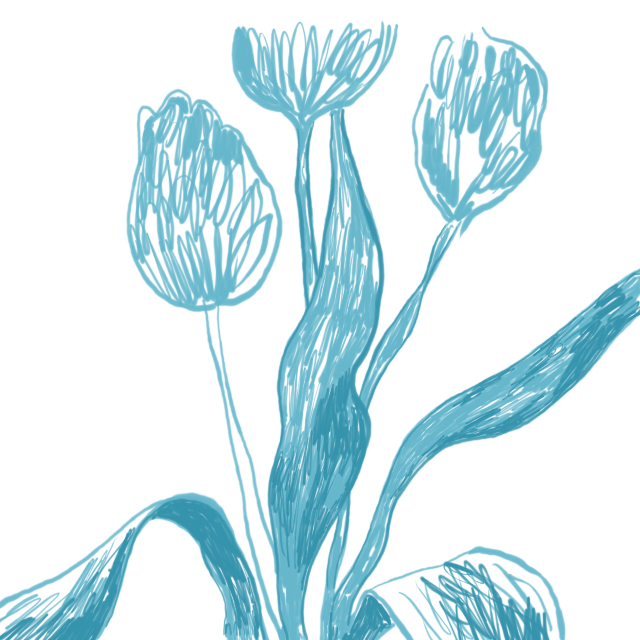 tulpe 05.png