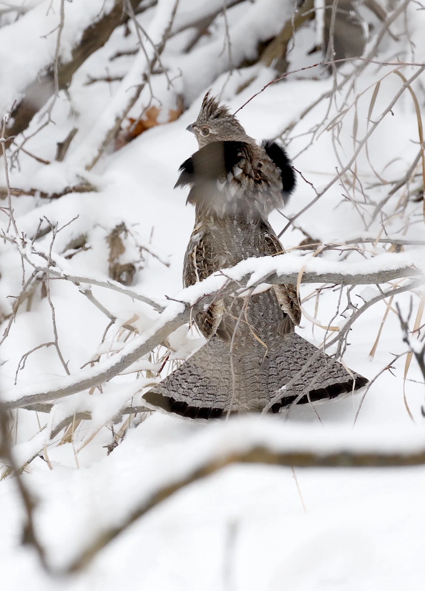 Rifle Ruffed Grouse Hunt — Ron Spomer Outdoors