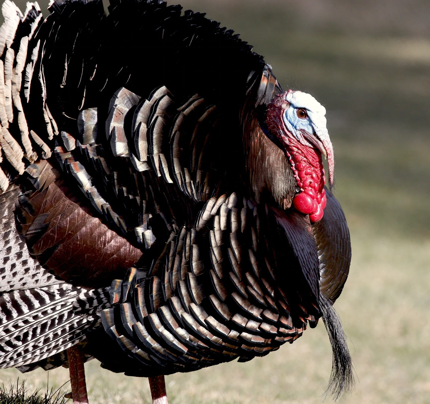 Mossberg 930 and Winchester Long Beard Go Long
