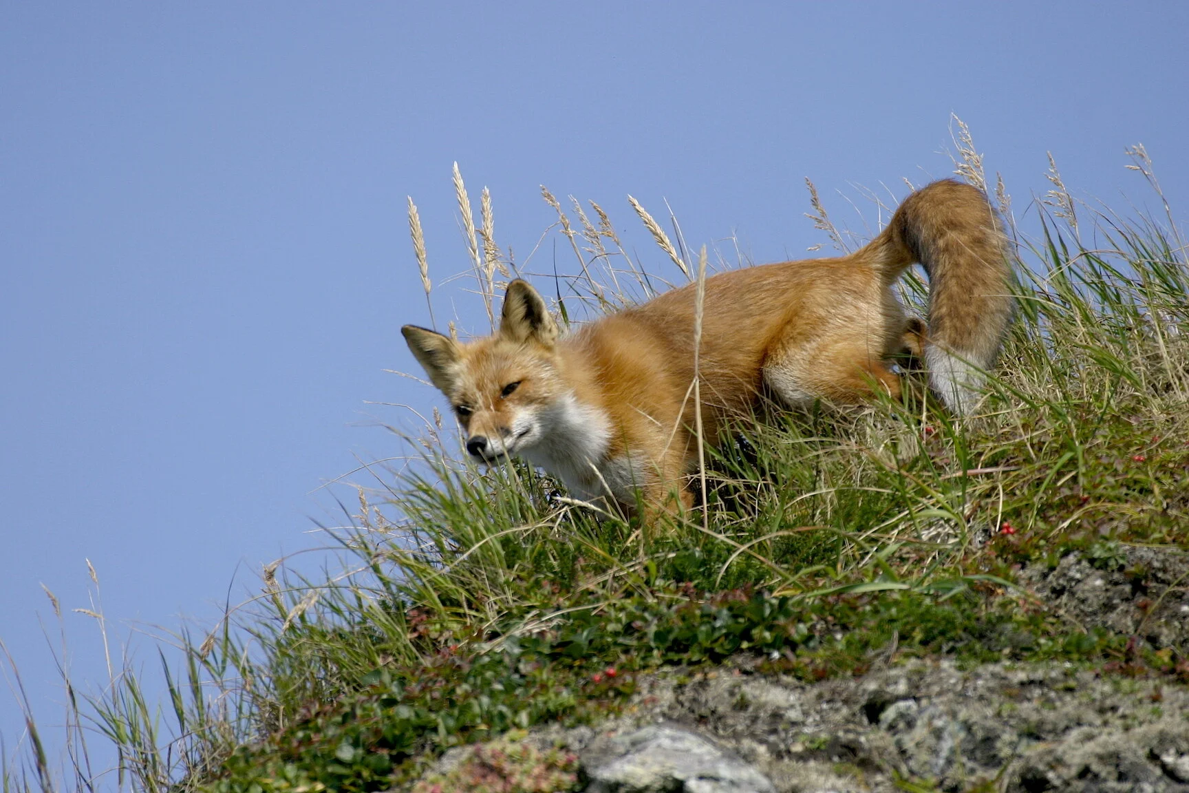 Cruel Fox Hunters Save Animals. What?