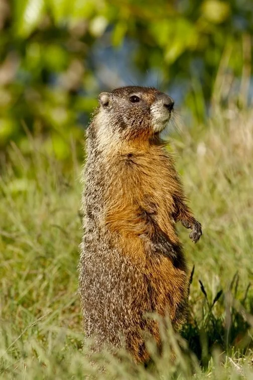 Volquartsen's 17 Best Ways to Hunt Rodents