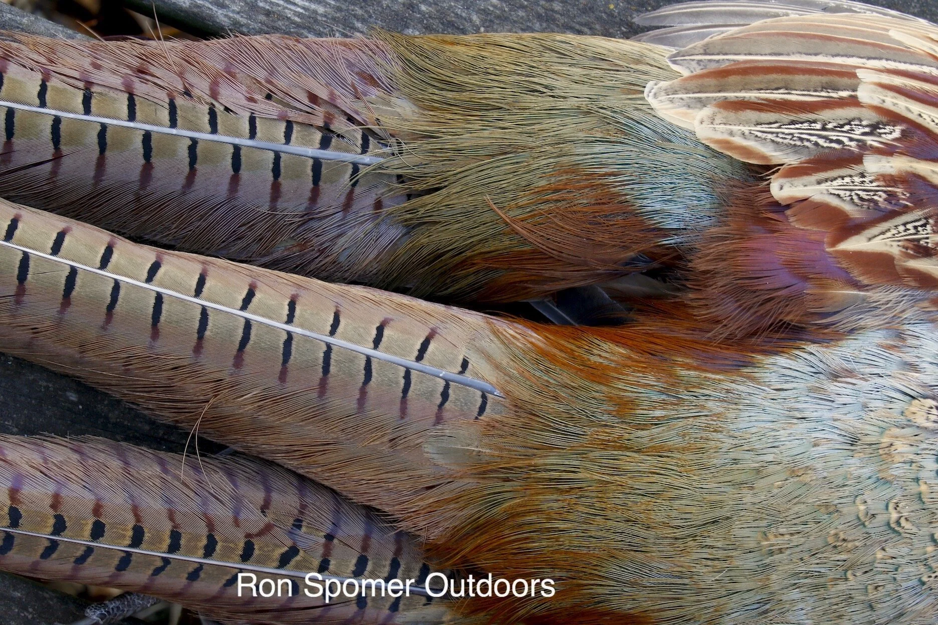 Mom Is Waiting for Her Hunters