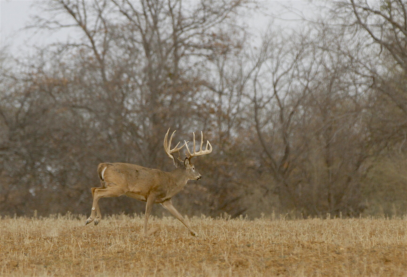 Deer Hunter Timing is Everything
