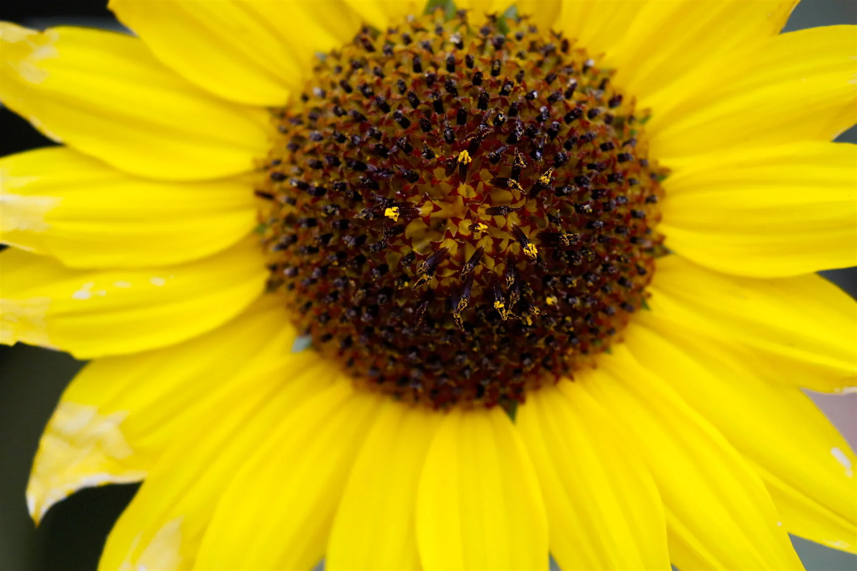 Photo 101: Depth-of-Field Minimized