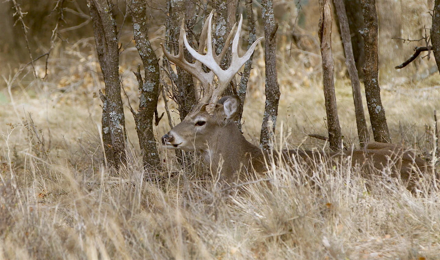 Still-Hunting Secrets Revealed