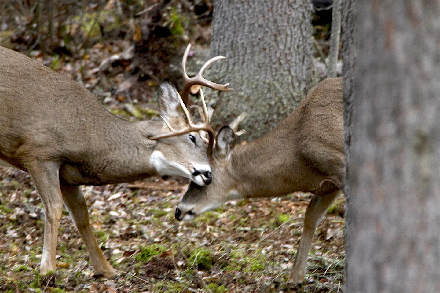 How To Rattle Whitetails Now!