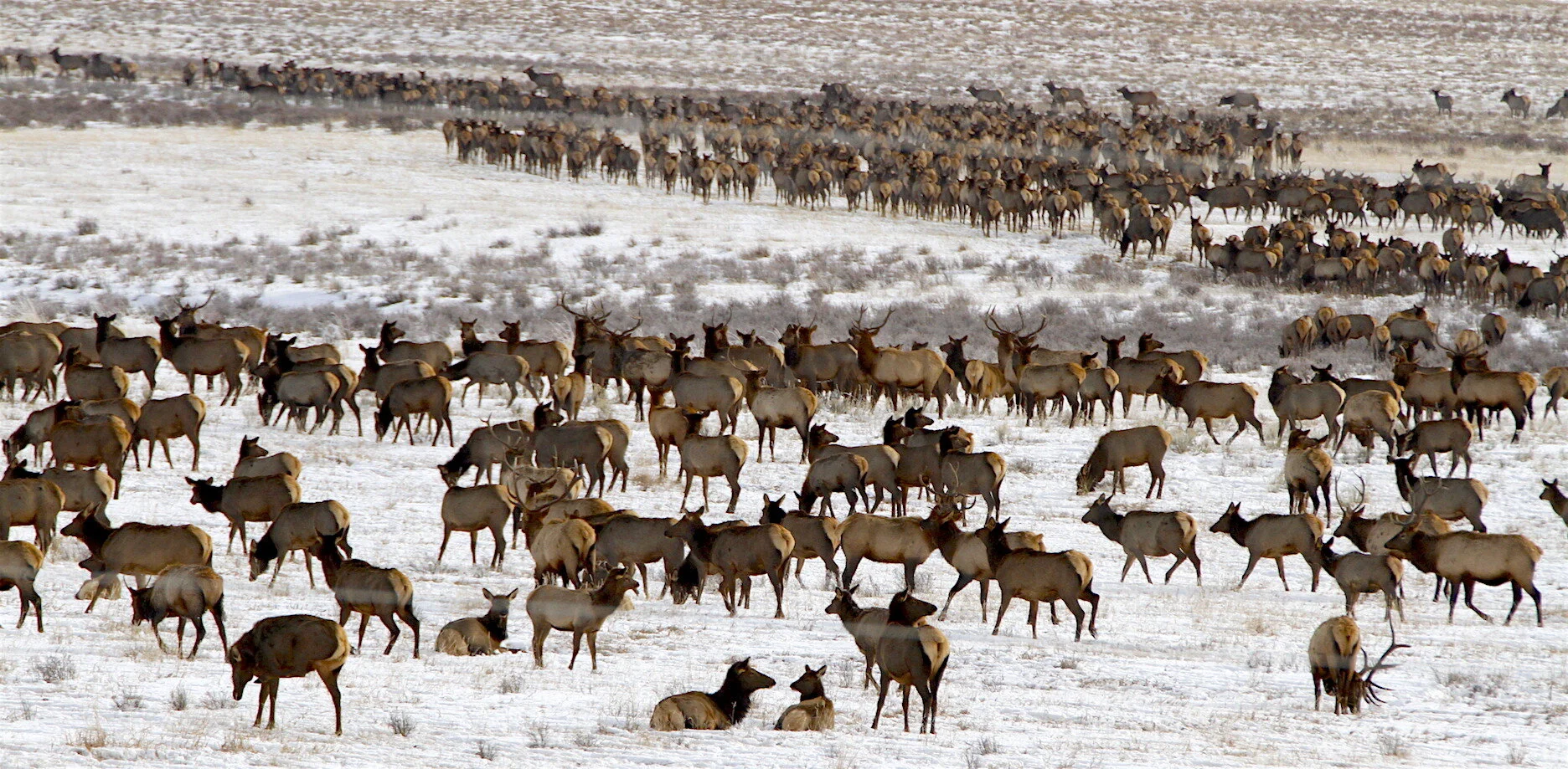 Little Bo Peep Kills Wildlife