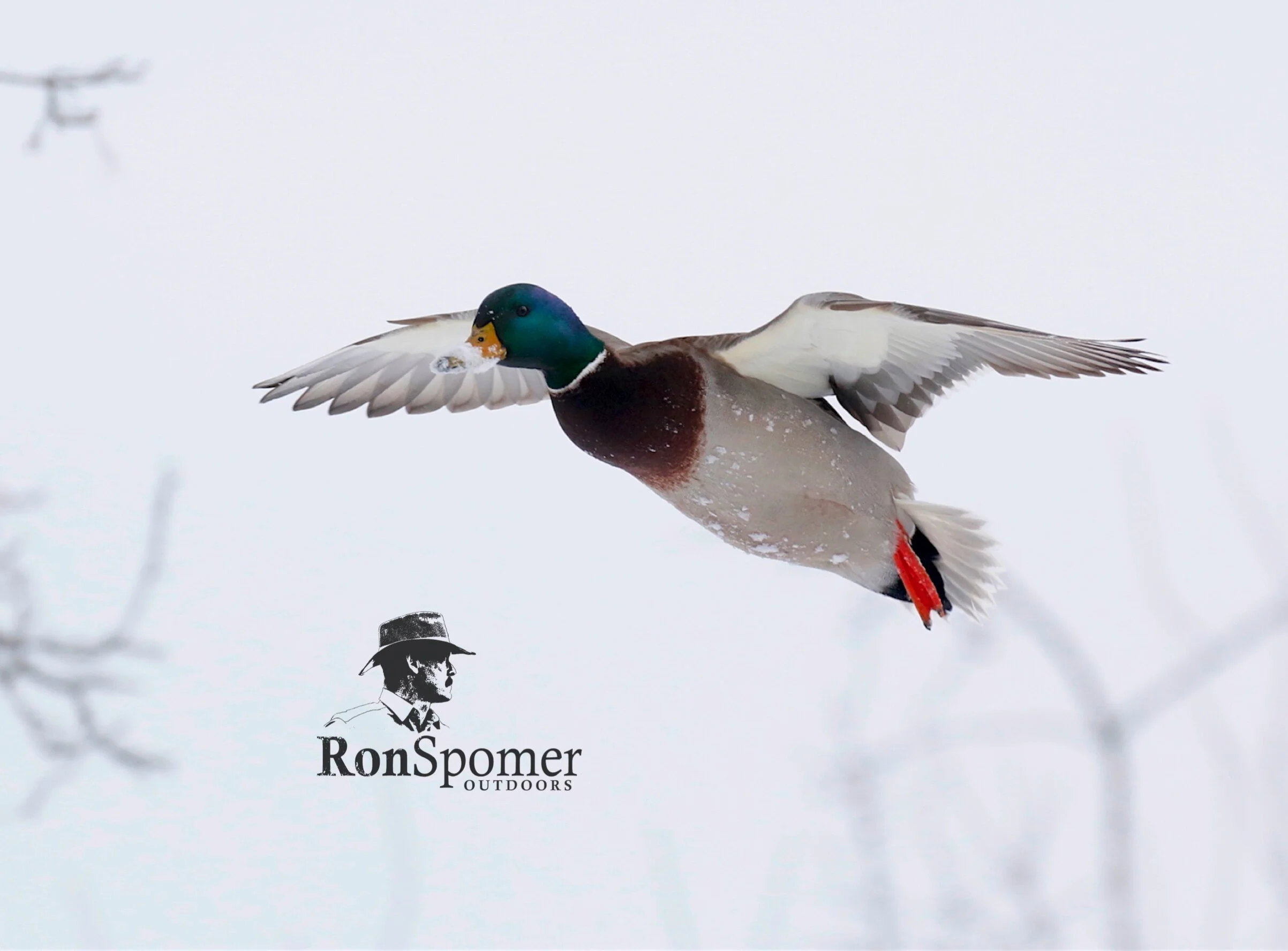 Photo 101: Pre-Set Camera for Wildlife Action