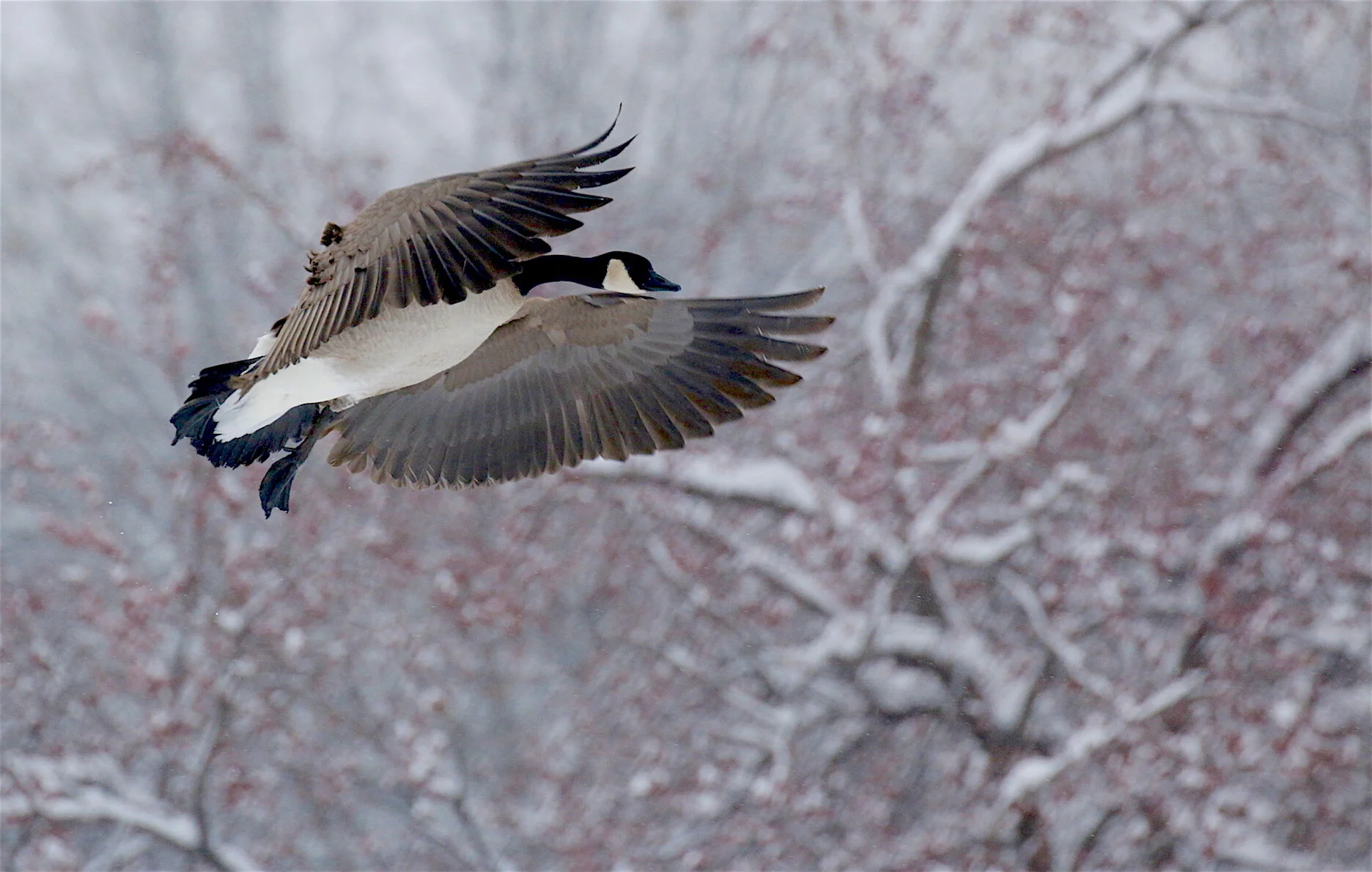 Photo 101: Five Top Snow Photography Tips